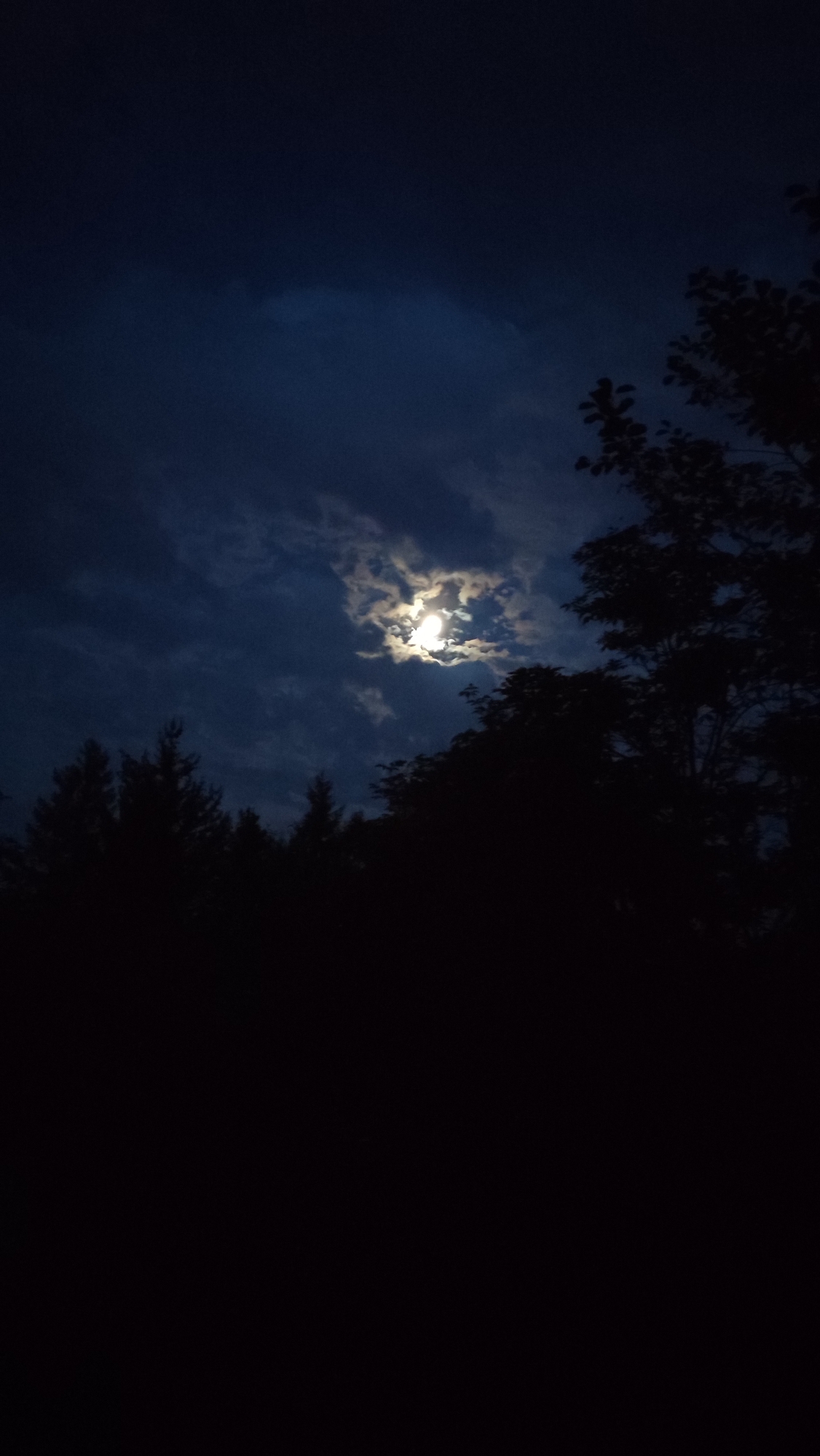 The image depicts a nighttime scene with a bright moon partially obscured by clouds in a dark blue sky. Silhouetted trees and foliage form a dark foreground. The overall impression is one of a natural, possibly rural or forested, environment under moonlight. The location in Mirny, Russia is not discernible from the image itself.