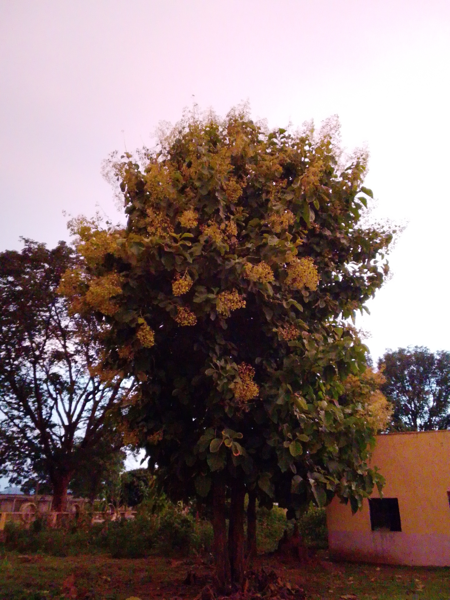 The image depicts a large tree with clusters of yellow flowers in the foreground, set against a pale sky. To the left, another large tree with dark foliage is visible. In the background, a building with an orange-yellow exterior and dark windows can be seen. The ground is covered with grass and fallen leaves. The overall scene suggests an outdoor setting, possibly a garden or park, within the city of Serti, Nigeria.