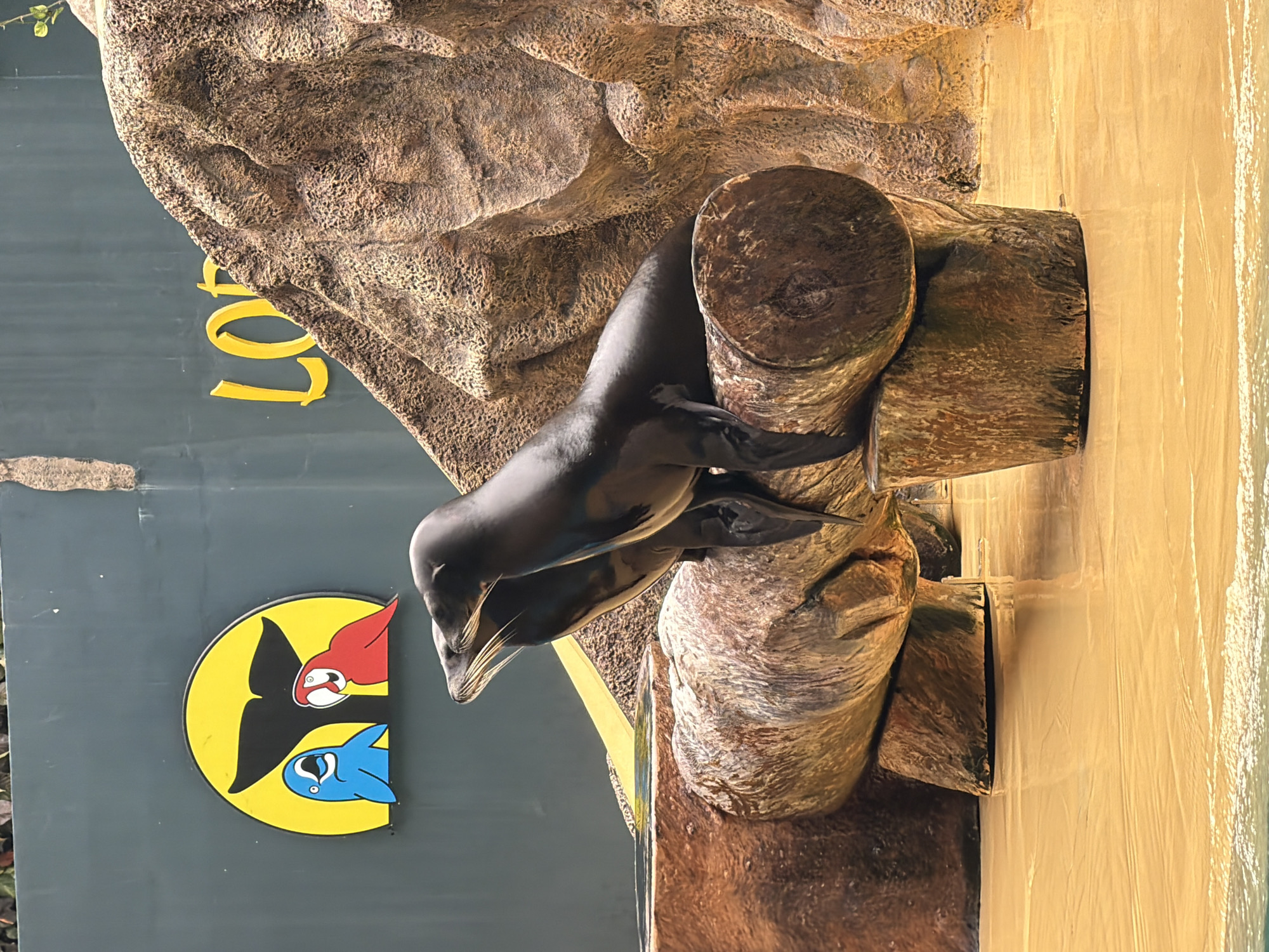 Two sea lions are perched on logs in a shallow pool of water, with a rocky backdrop and a painted mural on a dark green wall behind them. The mural features a yellow semi-circle framing a black whale's tail, with a blue cartoon dolphin and a red cartoon parrot on either side. Yellow lettering, possibly part of a word, is visible on the right side of the wall. The sea lions are dark brown and appear to be looking to the right. The environment suggests an outdoor performance area or exhibit, likely at a zoo or marine park. The water reflects the light and the surrounding structures. Given the presence of the sea lions and the marine-themed mural, this scene is consistent with an exhibit at Loro Parque in Puerto de la Cruz, Spain, which is known for its animal shows and attractions.