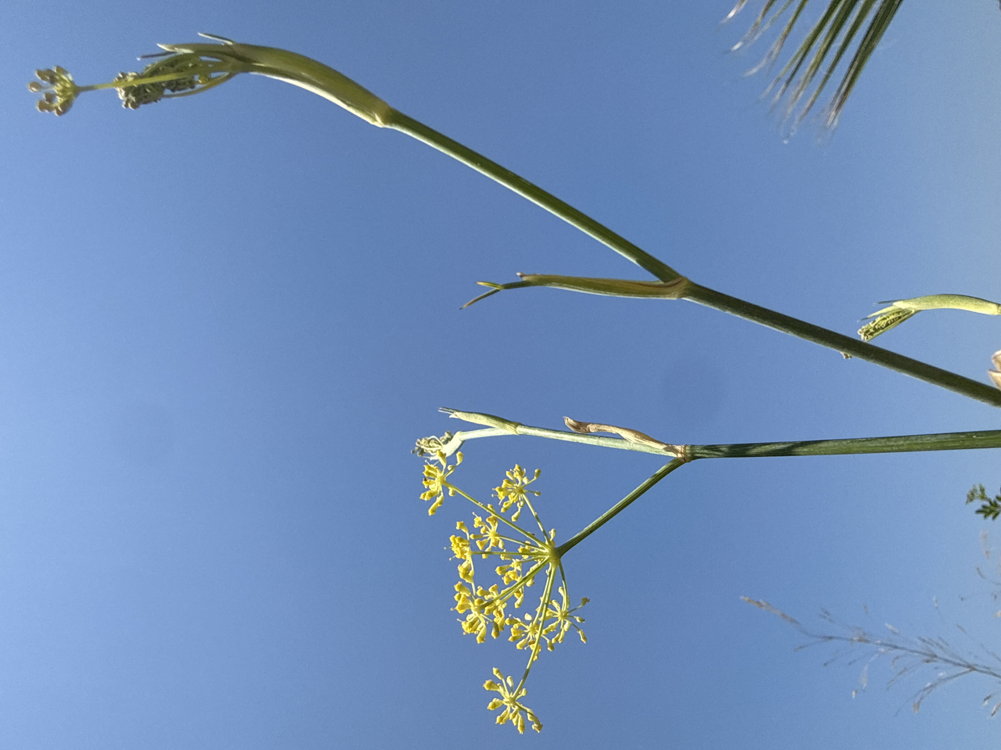 An upward-angle, close-up, outdoor shot captures a clear, bright blue sky serving as the backdrop for several tall green plant stalks against a bright, sunny day. One stalk features a cluster of small, bright yellow flowers, arranged in an umbel shape. Other stalks are unfurling new growth or are topped with unopened buds. A thin, dry stalk with feathery leaves is visible to the left and a palm frond is partially visible on the right. The image appears to have been taken in Bodrum, Turkey, given the clear sky and vegetation typical of the region. There are no people or animals in the frame.