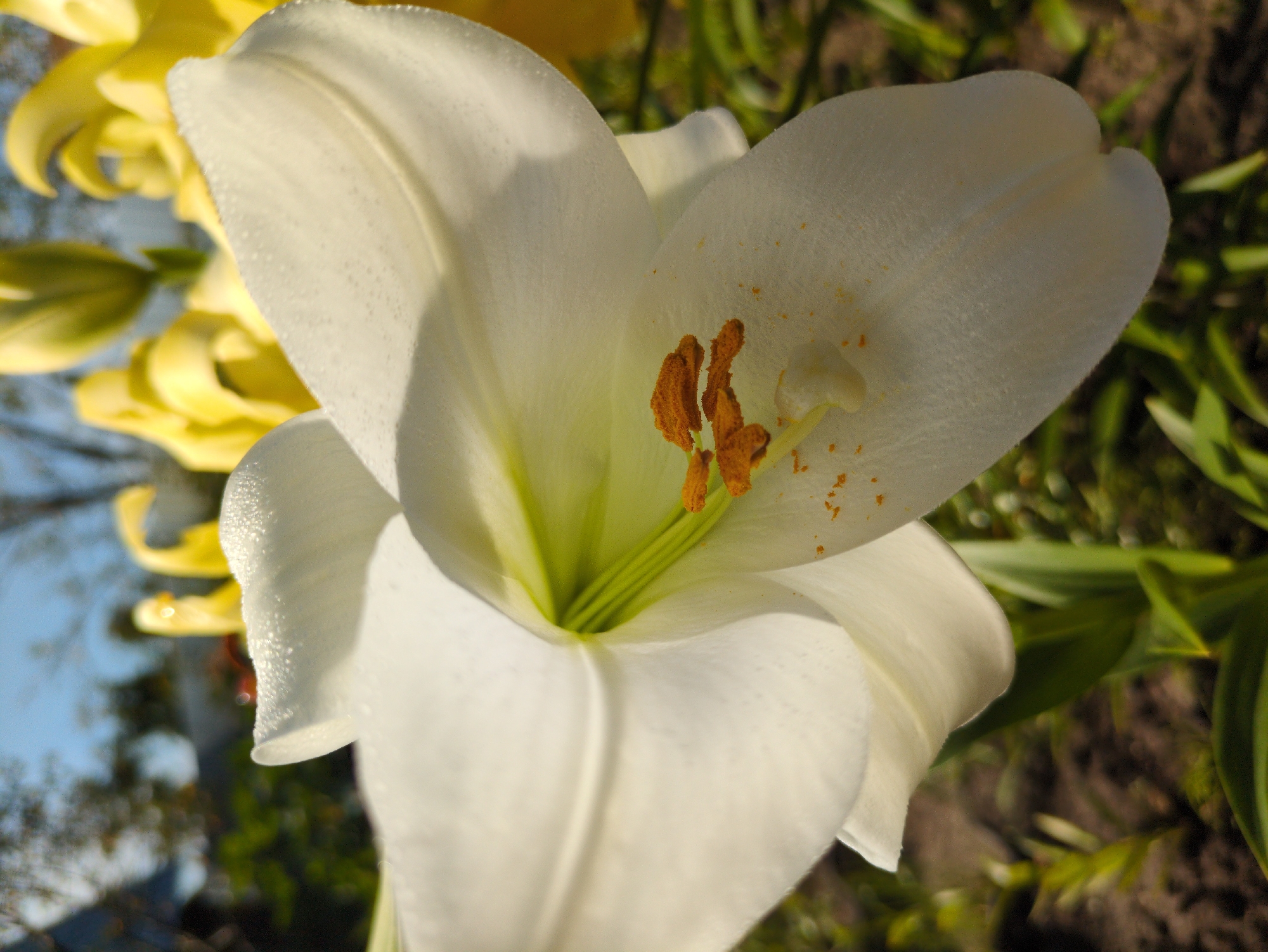A close-up, low-angle shot captures a white lily in bloom, its petals slightly curved and speckled with dew droplets. The stamens, tipped with orange anthers, are visible within the flower's center, dusted with pollen. In the background, out-of-focus yellow lilies and green foliage are present, along with a hint of a blue sky and trees. The foreground shows dark soil and green stems of the lily plant. The image is a photograph taken outdoors, likely in a garden setting. The provided context suggests this scene is located in the city of Kulebaki, Russia.
