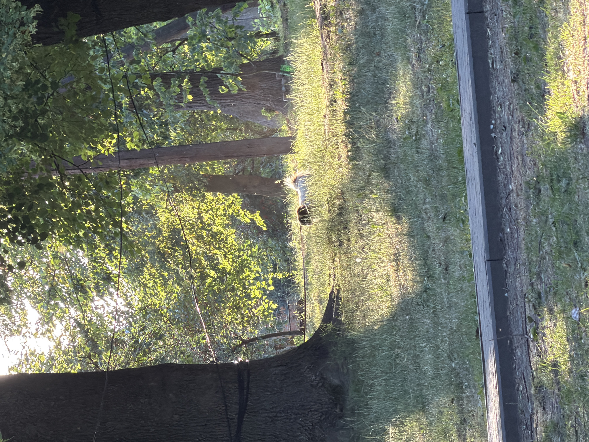 In Kamianka-Buzka, Ukraine, a dappled sunlight illuminates a grassy area bordered by a paved walkway. Two dogs are present, one lying down and partially obscured by the other, which appears to be standing. The scene is set within a park or wooded area, evidenced by the presence of several mature trees with thick trunks, one of which is adorned with a dark band or rope. The ground is covered in green grass and sparse patches of dirt. The sunlight filters through the leaves of the trees, creating bright highlights and shadows across the landscape.