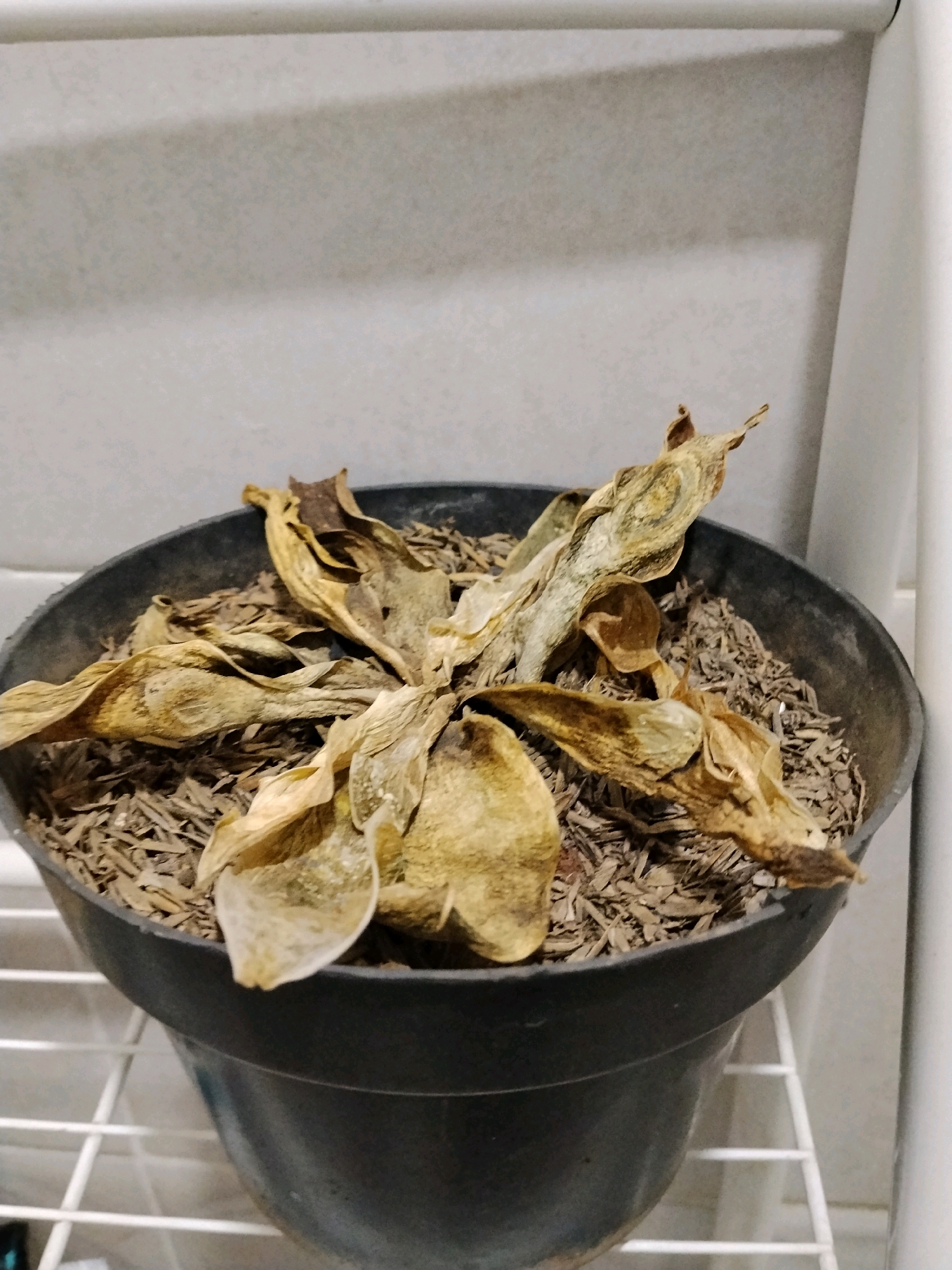The image shows a dead plant in a black pot on a white shelf. The plant's leaves are brown and dried, and the soil is also dry. The background is a white wall. The image was taken in Sukabakti, Indonesia.