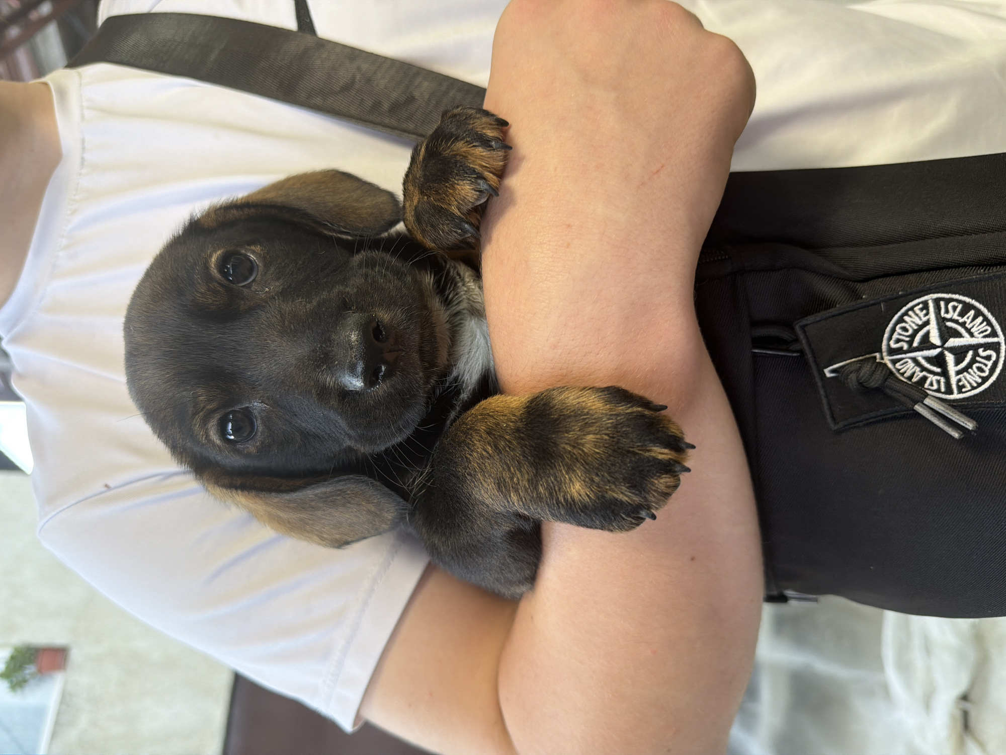 A close-up, vertical, eye-level shot shows a dark-colored puppy with tan markings being held by a person. The puppy's head is tilted slightly to its left, and its eyes are open and looking forward. Its ears are floppy and tan. The puppy has dark brown fur with lighter tan stripes on its legs and paws. A small patch of white fur is visible on its chest. The puppy is being held with its front paws resting on the person's arm. The person is wearing a white t-shirt and a black messenger bag across their body, with a stone island logo visible on the bag. The background is blurred and appears to be an outdoor setting with a light-colored wall and a plant in a pot. The image does not contain any information indicating the location is the city of Tuapse, Russia.