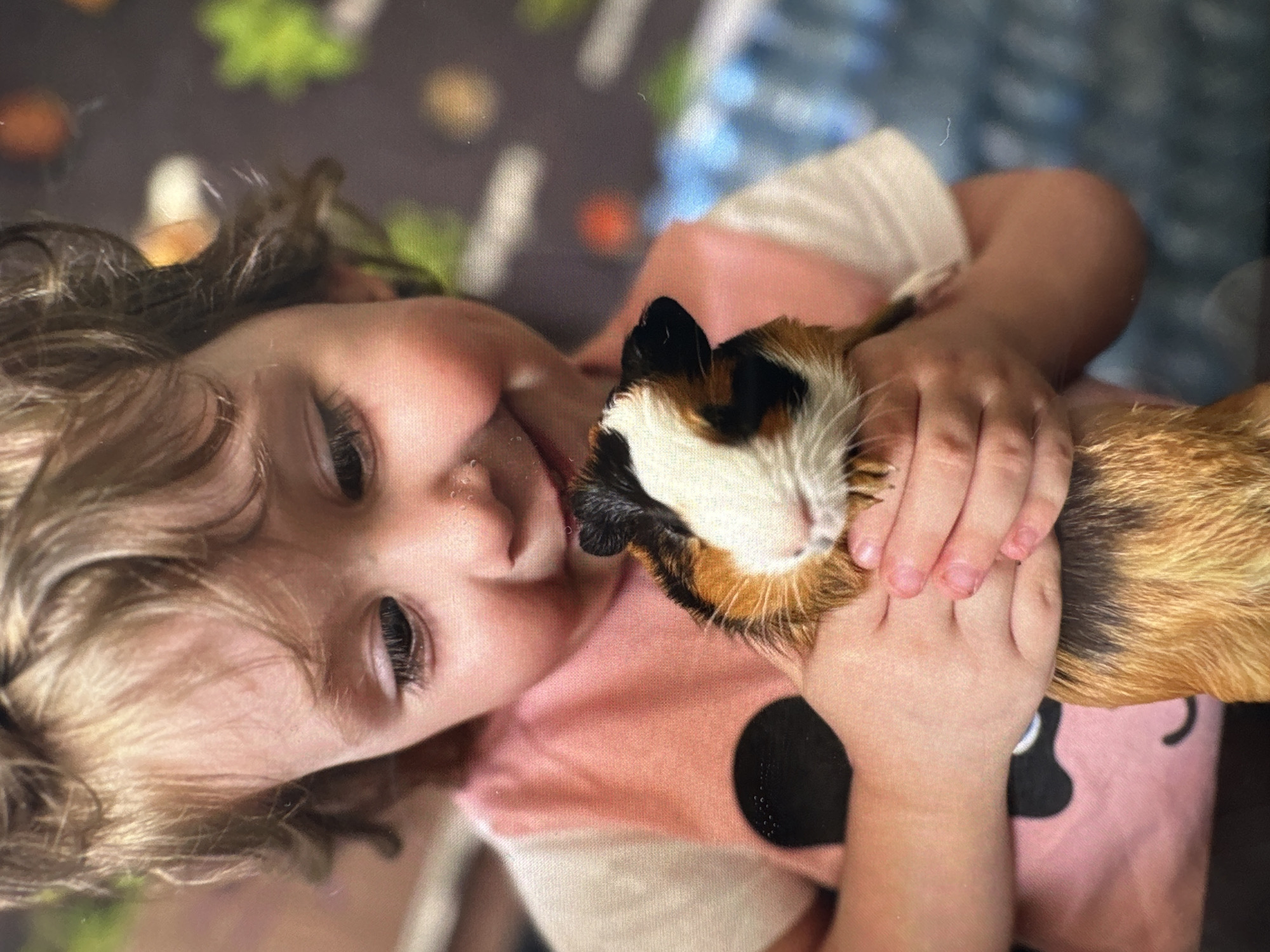 This heartwarming close-up image, captured from a slightly tilted, elevated perspective, features a young child tenderly holding a tri-colored guinea pig. The child, appearing to be a toddler or preschooler, has light brown, curly hair and fair skin, with dark, expressive eyes that gaze gently towards the viewer. A soft, content smile graces their lips, reflecting affection for their pet. They are dressed in a light pink t-shirt featuring a black Mickey Mouse head silhouette. The guinea pig displays distinctive patches of white, black, and orange-brown fur, appearing calm and comfortable in the child's secure yet gentle embrace. The child's small hands carefully cradle the animal, highlighting a moment of tender interaction and companionship. The background is softly blurred, presenting abstract shapes and colors in shades of green, blue, and orange, suggesting an indoor setting such as a bed or play area. The lighting is bright and natural, indicating a daytime scene. The overall mood conveyed is one of innocence, warmth, and a loving bond between the child and their pet, presumably within a home in Веревское, Russia. There is no visible text in the image.