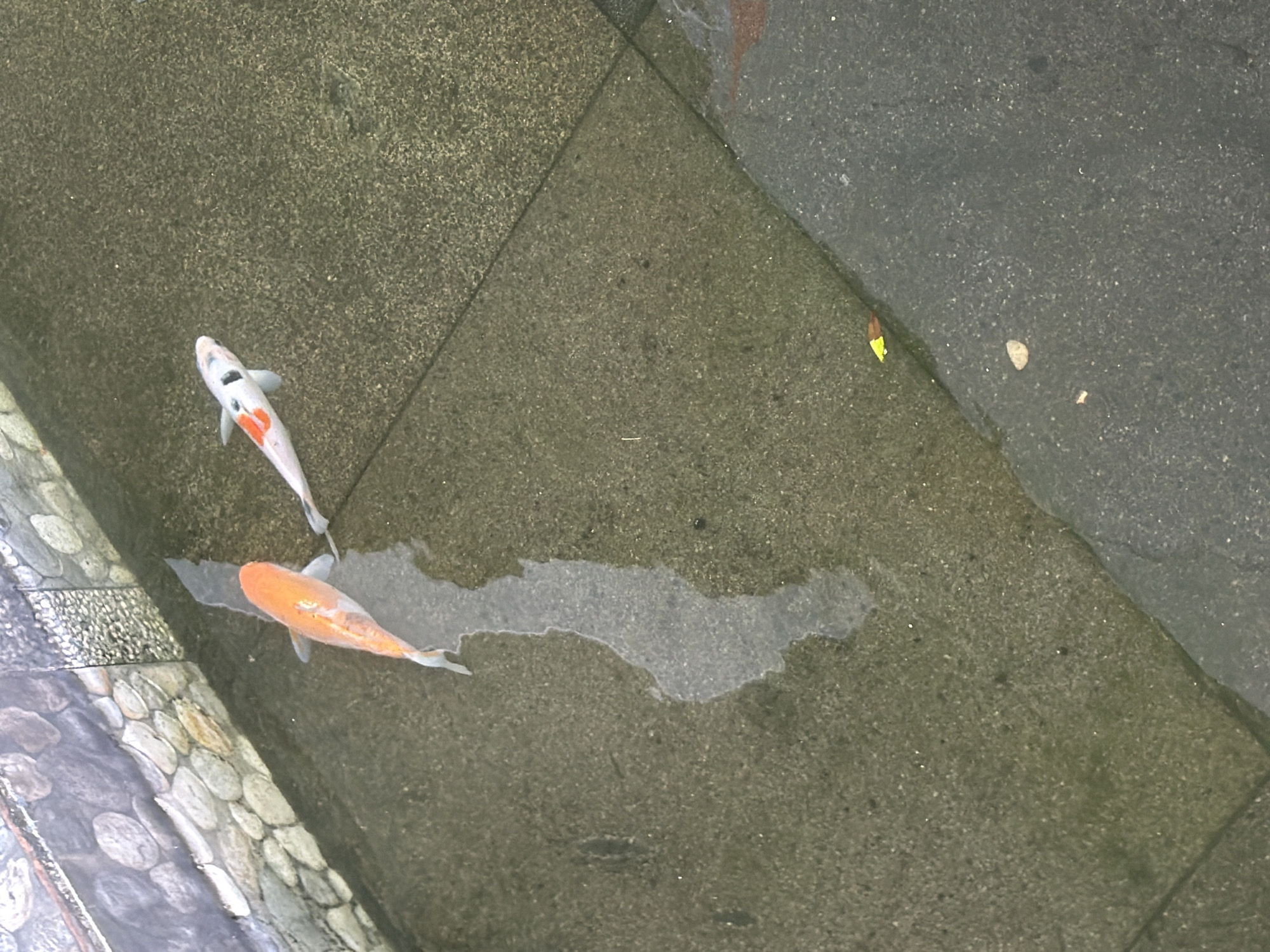 The image shows two koi fish swimming in a shallow pool. One fish is predominantly white with orange markings, while the other is a solid orange color. The pool appears to be constructed of concrete slabs, and a section of the pool is lined with stones along one edge. A yellow leaf floats on the surface of the water. The location is South Jakarta, Indonesia.
