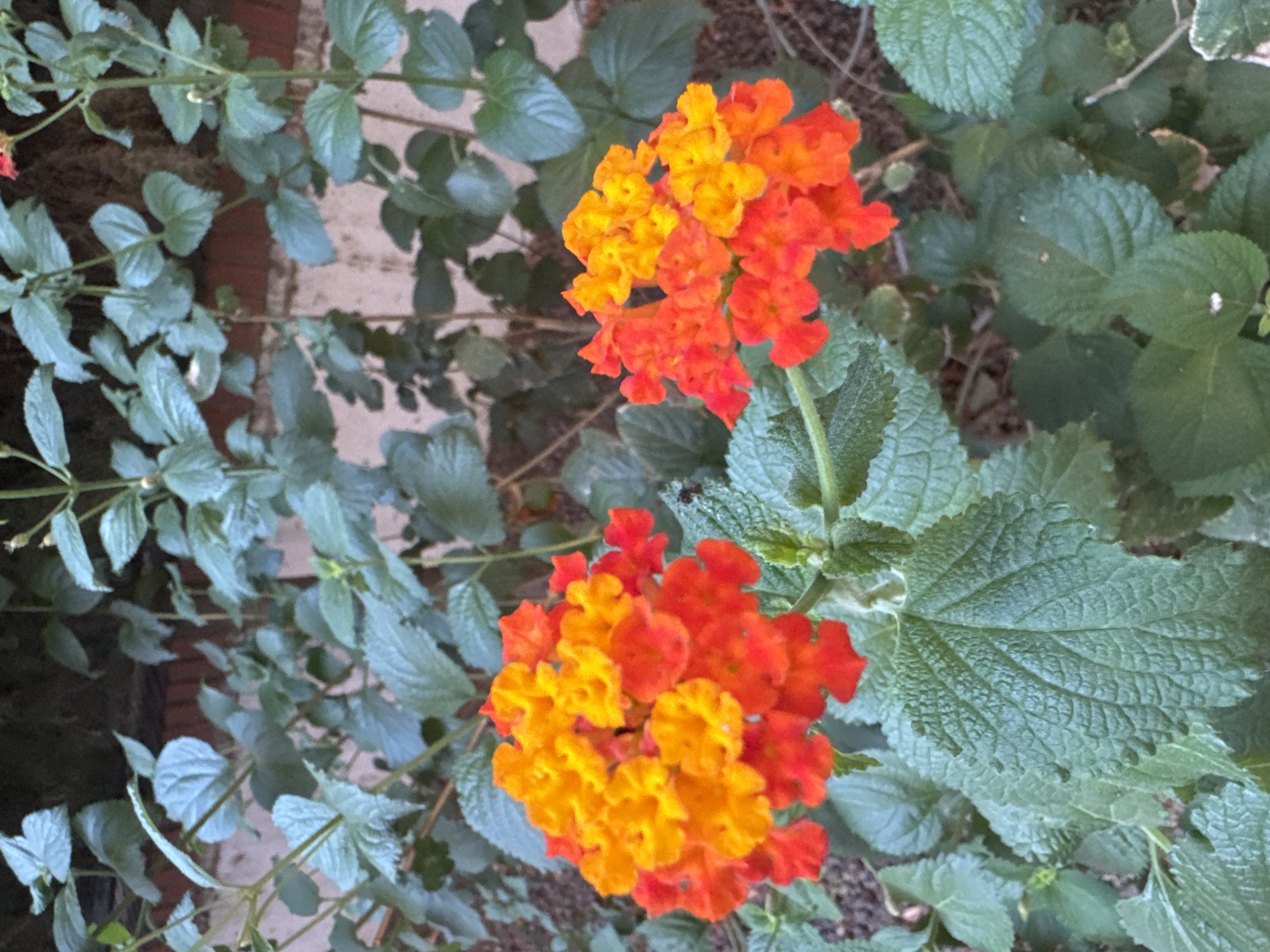 This is a close-up, eye-level shot of two clusters of Lantana flowers, a popular ornamental plant. The flowers exhibit a gradient of colors, transitioning from a vibrant orange in the center to a fiery red at the outer edges. They are surrounded by lush, green foliage, with some leaves showing a textured, almost crinkled appearance. In the background, a portion of a textured brick wall is visible, suggesting an outdoor setting. The lighting appears natural, casting soft shadows. There are no people or animals present in the image. The scene suggests a garden or public space, potentially within the city of Murcia, Spain, known for its diverse flora and Mediterranean climate which supports such flowering plants.