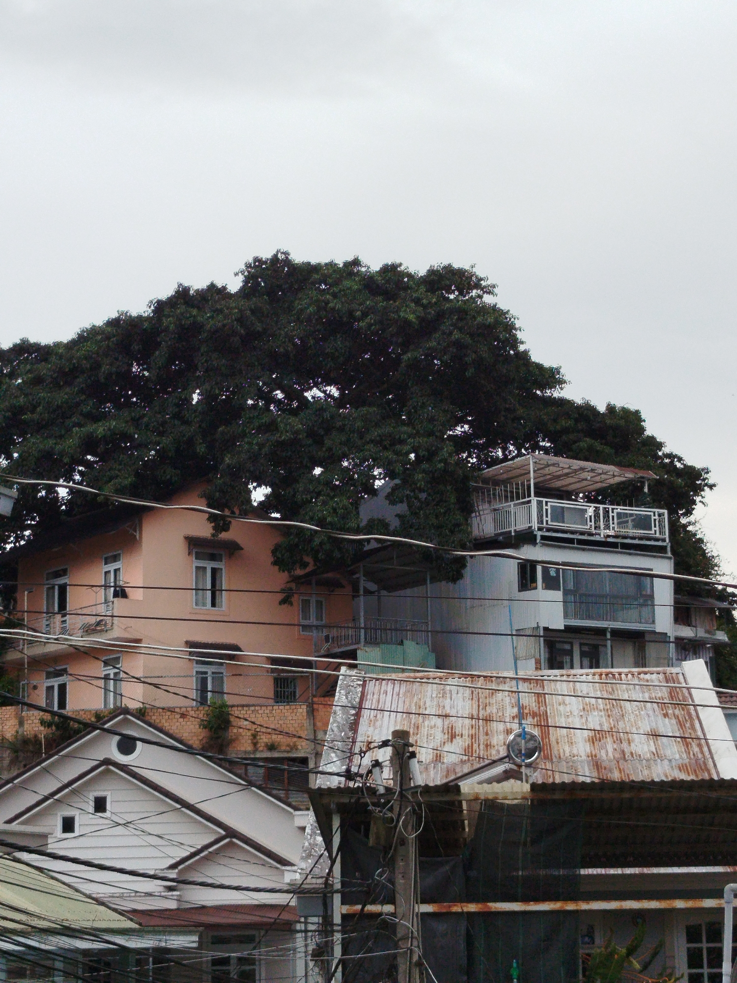 The image shows a dense canopy of a large tree dominating the upper half of the frame, casting shadows over several buildings below. The buildings are of varying heights and architectural styles, with some featuring balconies, awnings, and large windows. The foreground is cluttered with a dense network of electrical wires, suggesting an urban or semi-urban environment. One of the buildings, a peach-colored structure, appears to be partially engulfed by the tree's foliage. Another building is topped with a modern-looking rooftop terrace, while a lower structure has a corrugated metal roof showing signs of rust. The sky is overcast and pale gray. This scene is typical of the older neighborhoods in Da Lat, Vietnam, where large, mature trees are often integrated into the urban landscape, growing around or over existing structures.
