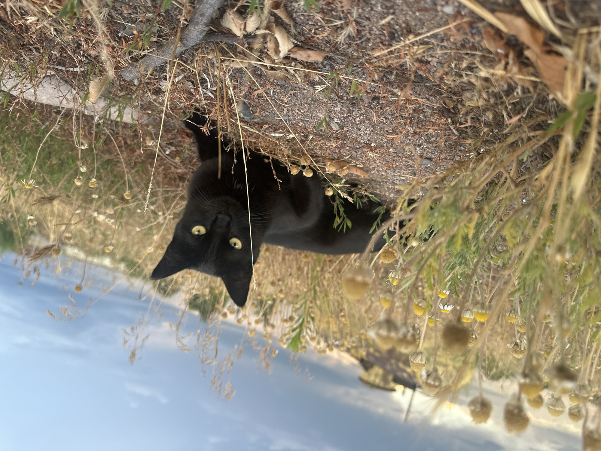 A black cat with bright yellow eyes is lying on its back in a field of dry grass and small yellow and white wildflowers. The cat is looking directly at the camera with a curious expression. The background shows a cloudy blue sky and more of the dry, grassy landscape. The image is taken outdoors, likely during the daytime, given the bright sky. The overall setting appears to be a rural or natural area, possibly in Kazakhstan, as indicated by the location context. The composition is unusual due to the cat's orientation and the slightly tilted perspective of the image.