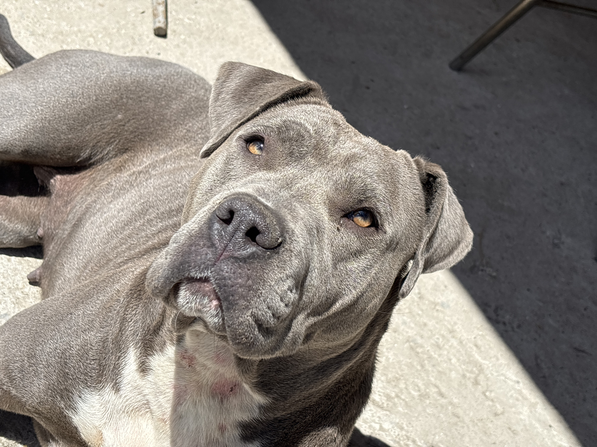 A gray, short-haired dog with amber eyes is lying down on a concrete surface. The dog appears to be a pit bull mix. The lighting is bright, suggesting it is daytime. A chair leg is visible in the background. The dog is in an outdoor location. There is no confirmation on the location.