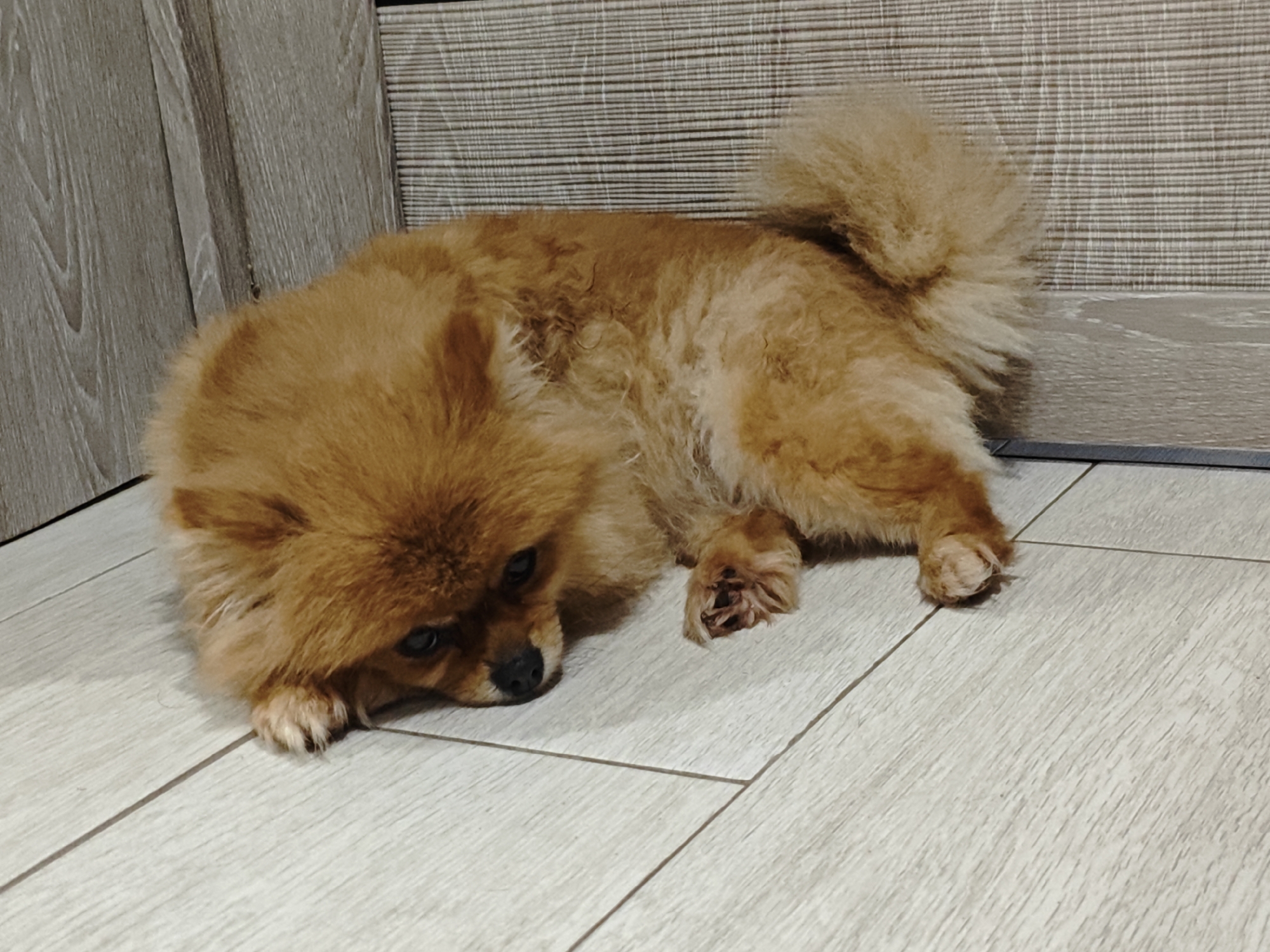 A light brown Pomeranian dog is lying on a light-colored wooden floor next to a textured wall. The dog is facing left with its head resting on its paws, and its tail is curled up over its back. The environment appears to be indoors.