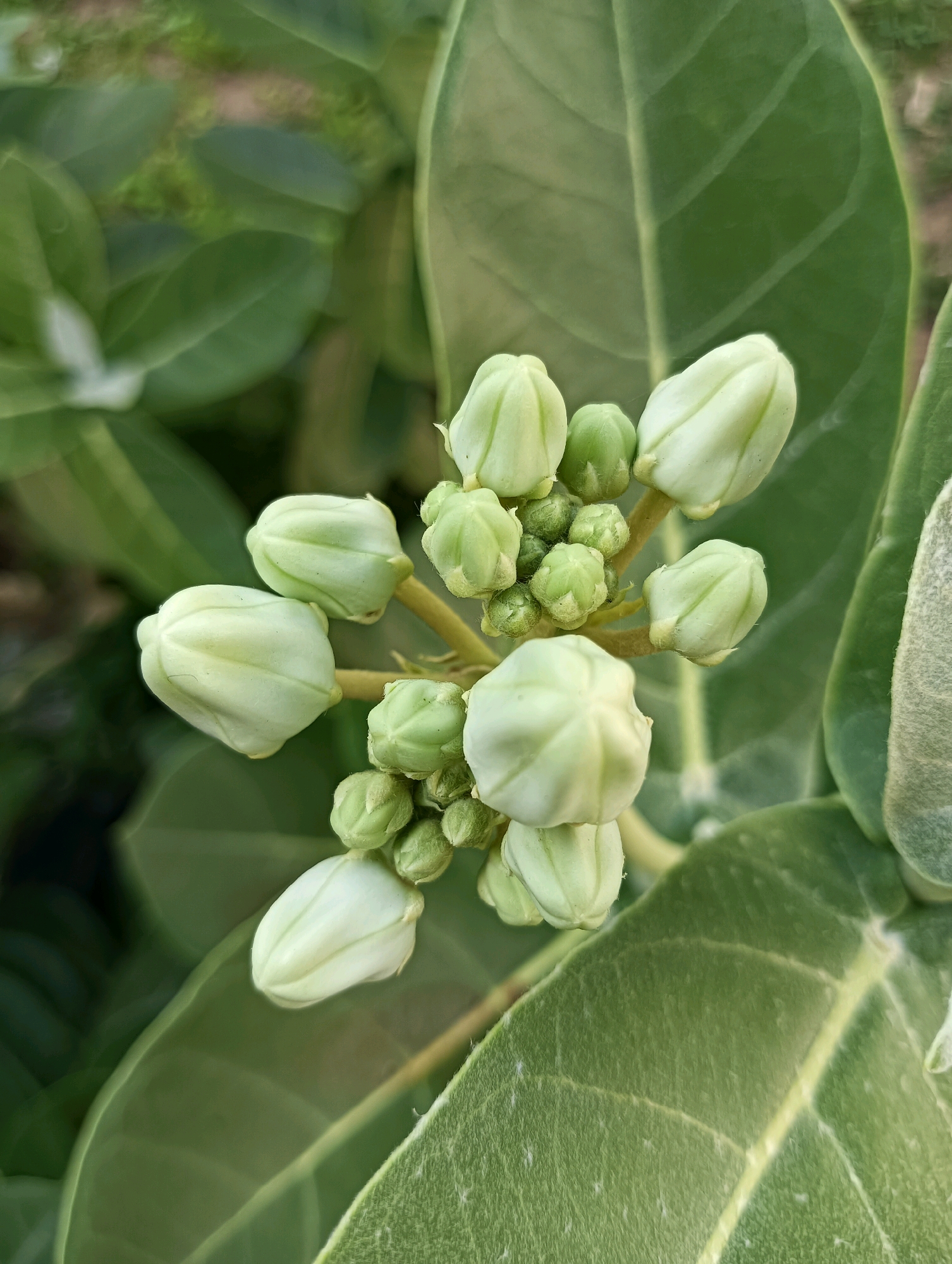 The image shows a close-up view of several white flower buds and green leaves. The buds are tightly closed and have a pointed shape, with visible ridges. They are clustered together on stems, some of which are slightly fuzzy. The leaves are large and a deep green color, with prominent veins. The background is blurred, suggesting a natural outdoor setting. The image does not contain any people, actions, or interactions. The location is described as being in the city of Hosapete, India, though there are no specific visual cues within the image to confirm this location. The overall scene is one of nature, focusing on the details of plant life.