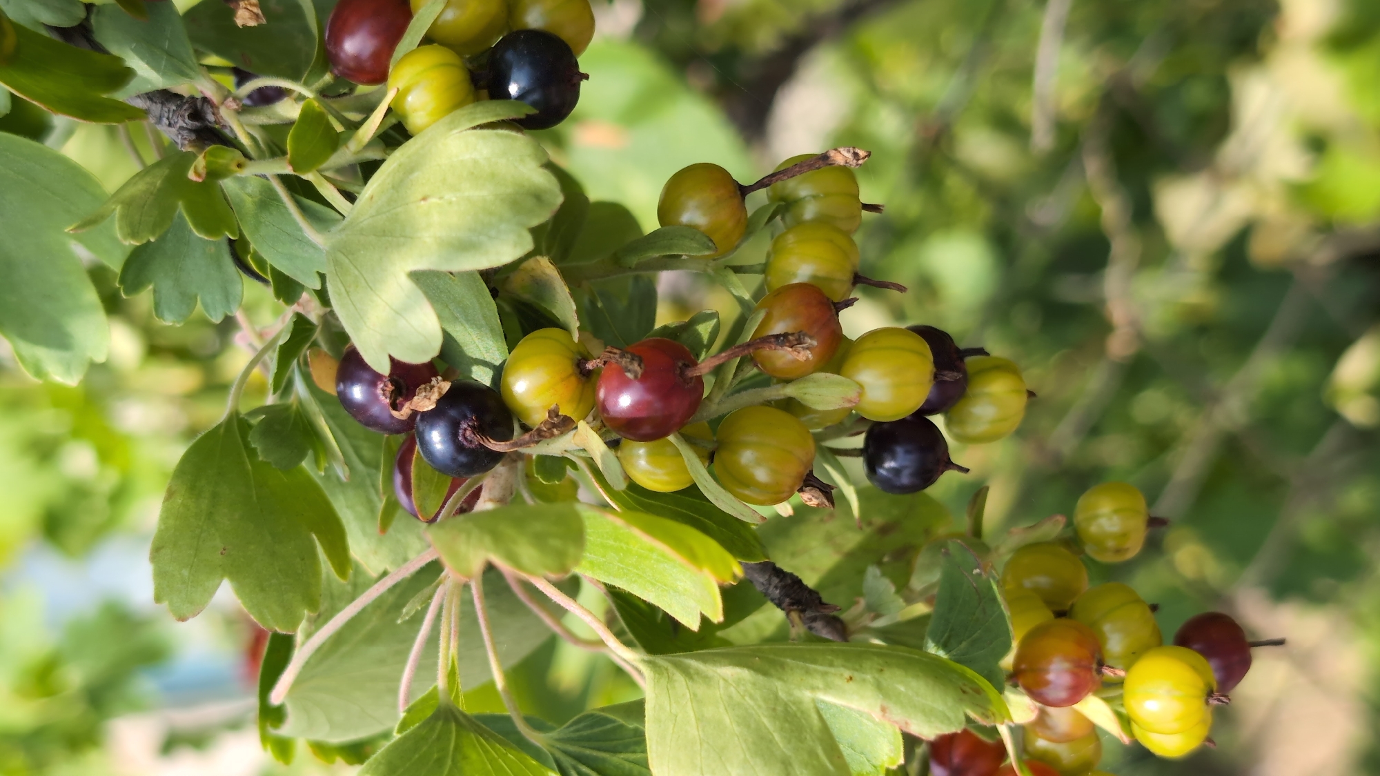 The image shows a close-up of a branch laden with ripening gooseberries. The gooseberries are a mix of green, yellow, and dark purple, with some showing hints of red. They are clustered together, with the leaves of the gooseberry bush providing a backdrop. The lighting suggests it is daytime, with sunlight filtering through the leaves. The image is focused on the berries and foliage, with the background appearing slightly blurred, creating a shallow depth of field. The scene is natural and appears to be outdoors, likely in a garden or a wild growing area. No people or man-made structures are visible in the frame. The berries are the primary subject, showcasing their various stages of ripeness.