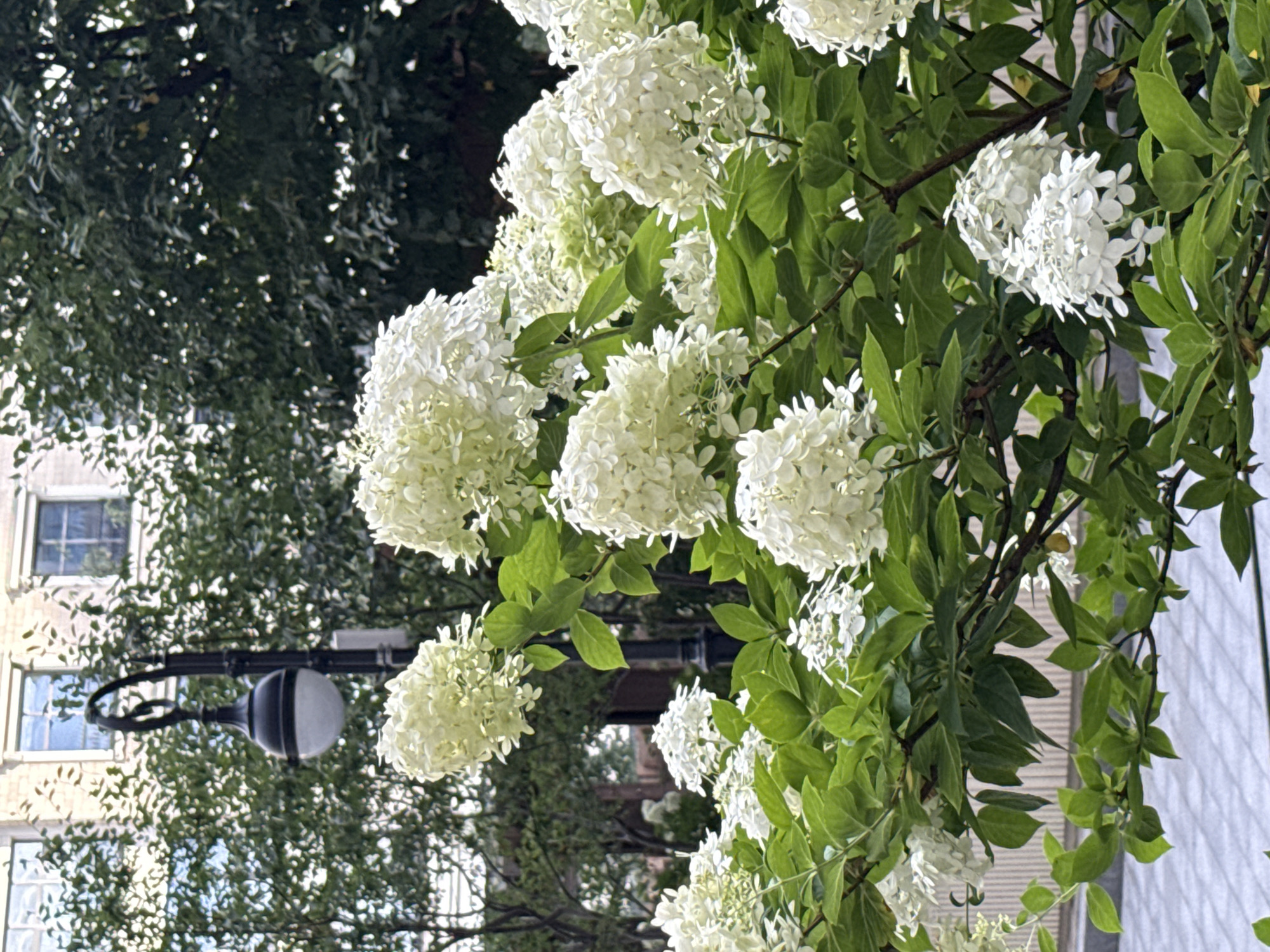 The image depicts a close-up view of a cluster of white hydrangeas in full bloom, with their lush green foliage prominently displayed. In the background, a black, ornate lamppost stands tall, its classic design suggesting a historical or decorative purpose. Behind the lamppost, the facade of a building with multiple windows is visible, partially obscured by trees with dense green leaves. The overall scene appears to be an outdoor setting, possibly a park, garden, or a street with landscaping, in a city environment. The lighting suggests it is daytime. The hydrangeas are the primary focus, showcasing their delicate, layered petals. The background elements provide context, indicating an urban setting with architectural features and natural elements. There are no people or animals visible in the image. The scene is devoid of any specific indicators of Moscow, Russia.