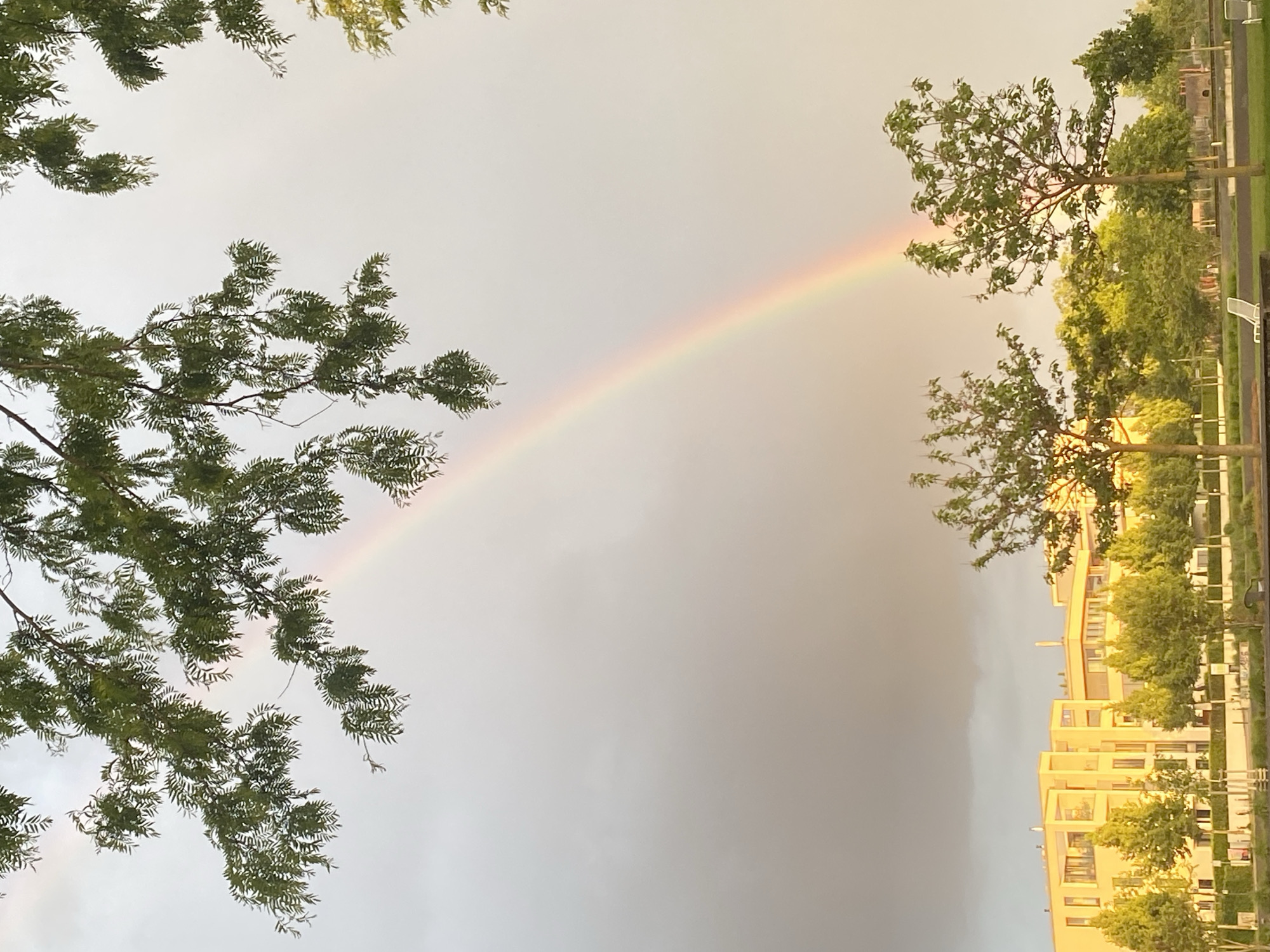The image captures a rainbow in the sky above Landau in der Pfalz, Germany. The rainbow arcs across the frame, appearing between trees on the left and a building complex on the right. The buildings are light-colored, possibly yellow or beige, and several floors high. Trees line the buildings. The sky is overcast. The foreground includes tree branches with leaves, partially obscuring the view of the sky and landscape.