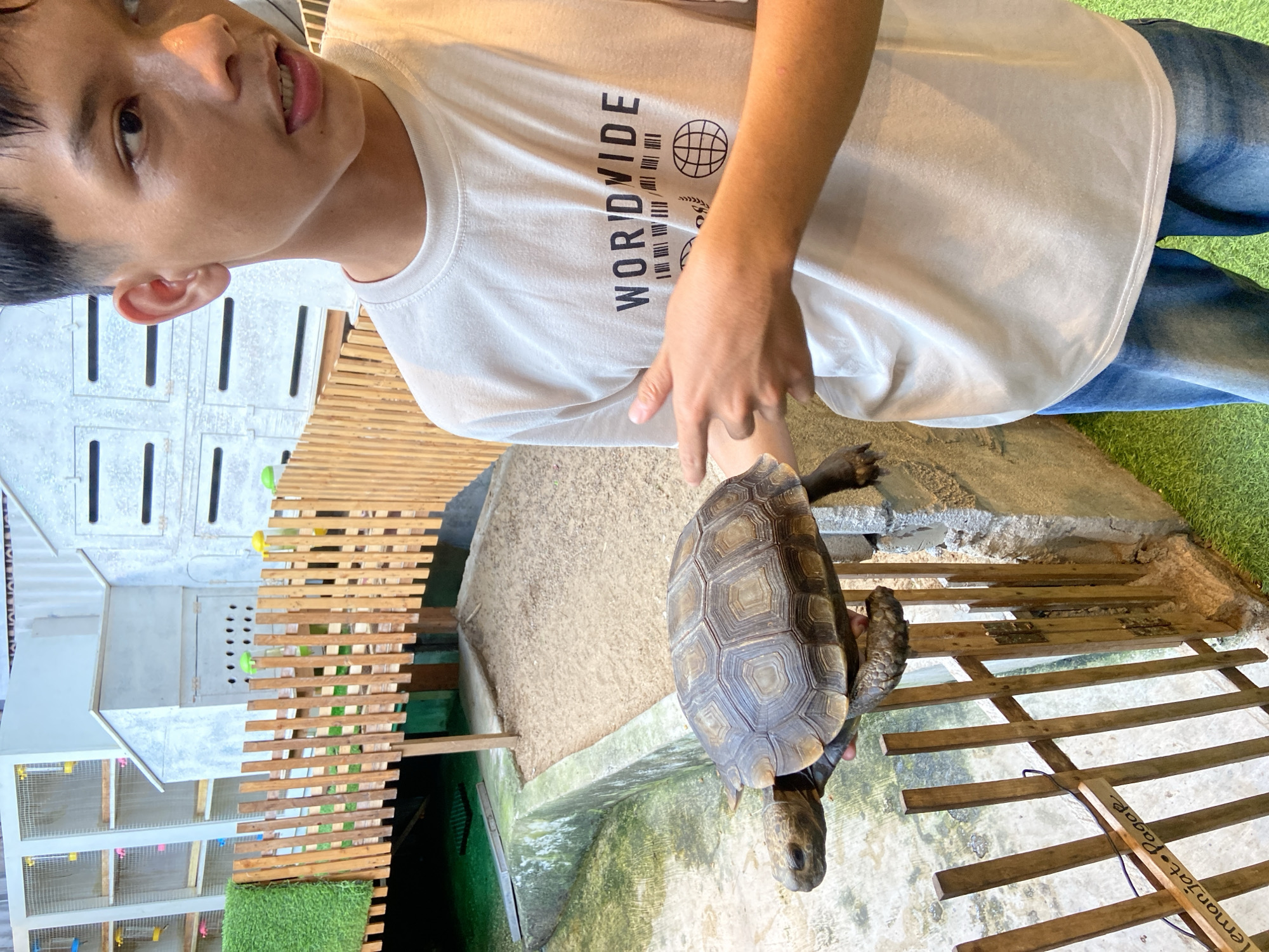 A young man in a white t-shirt with the word "WORLDWIDE" printed on it and blue jeans stands in front of a tortoise enclosure. The man is holding the tortoise in his hands, displaying it to the camera. The enclosure features a wooden fence and a sandy ground. In the background, there are buildings with cages, possibly for birds, and a green artificial turf. The scene appears to be at an animal exhibit or petting zoo in Rengat, Indonesia.