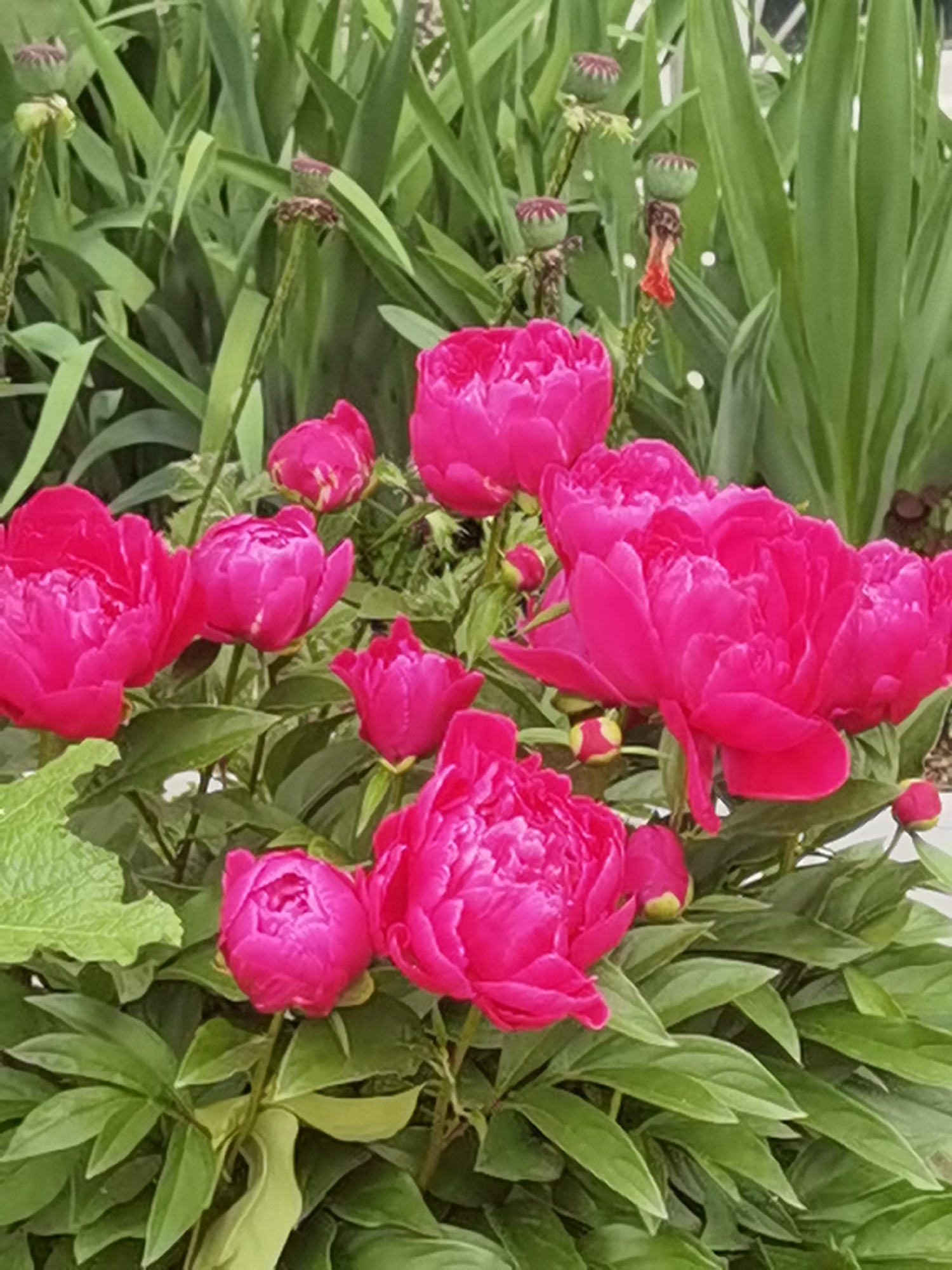 The image displays a close-up view of several vibrant fuchsia-colored peonies in full bloom, interspersed with their lush green foliage and some unopened buds. In the background, out-of-focus green leaves and stems are visible, along with several seed pods, some of which appear dried and are topped with a purplish-red hue. The lighting suggests an outdoor setting, likely during daylight hours. There are no people present in the image. This scene is typical of a garden or park area within the city of Chaikovsky, Russia, during the peony blooming season.