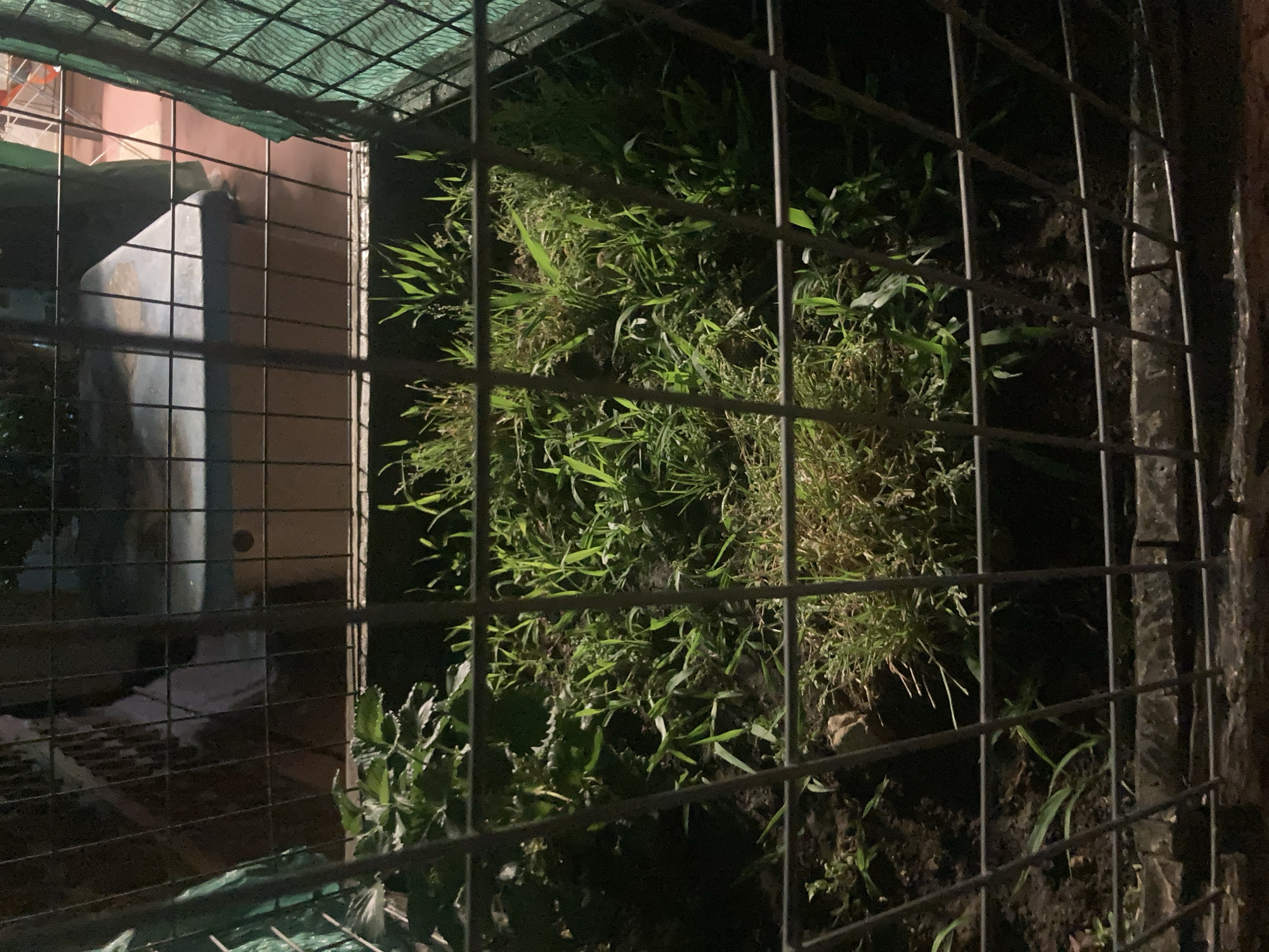 The image shows a close-up, eye-level view of a rectangular enclosure made of wire mesh, containing a patch of overgrown grass and soil. The enclosure appears to be outdoors, with evidence of a concrete structure and possibly a weathered wooden surface visible through the mesh in the background. The lighting suggests it is nighttime or a dimly lit area, with artificial light illuminating the grass from above and to the right. The scene does not contain any people or animals. The location in Sabadell, Spain, is not discernible from the visual information provided in the image.