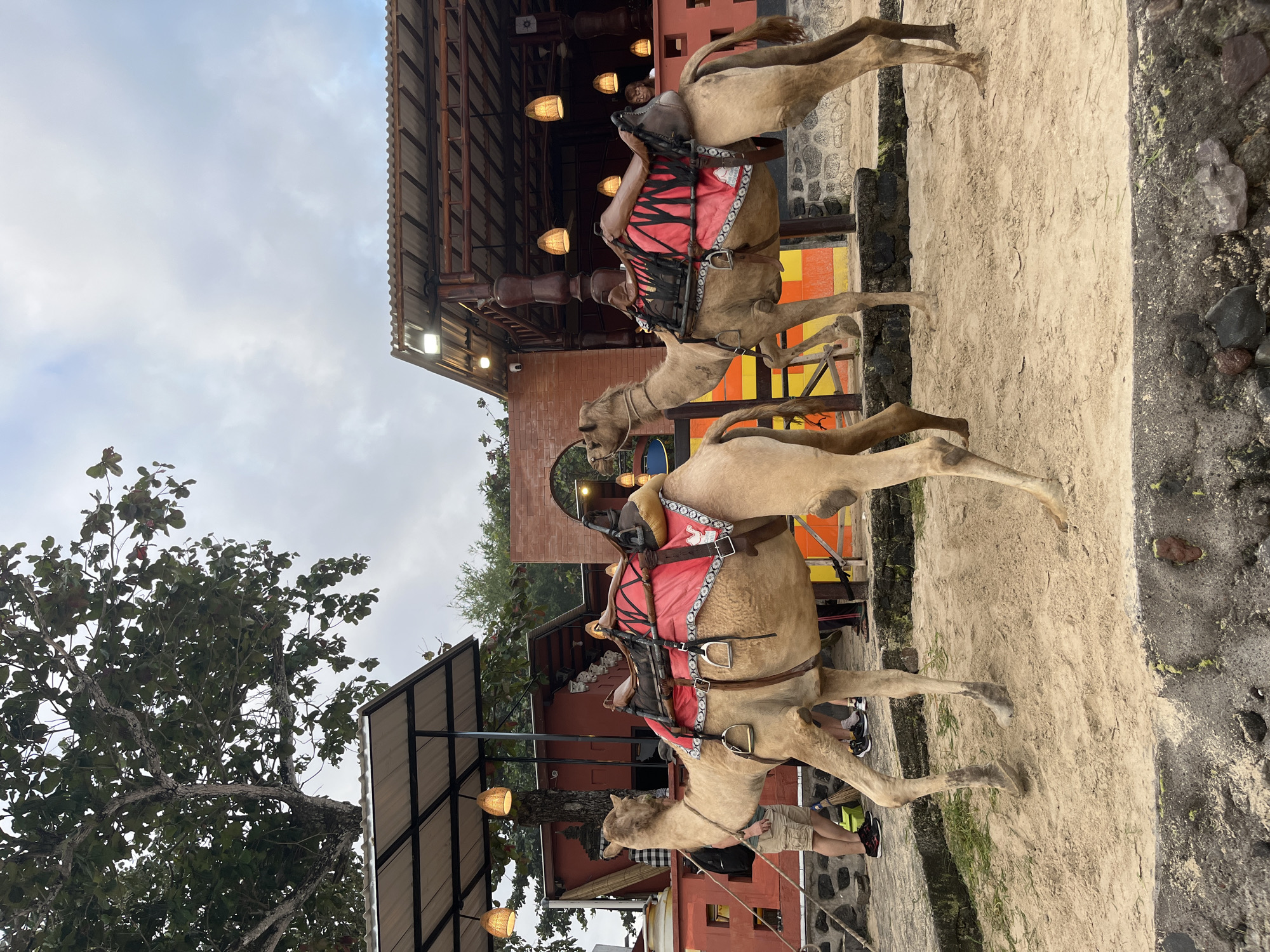 Two dromedary camels are standing on sand in front of a red building with an open-air dining area in Kuta, Indonesia. The camels are saddled with red and brown riding gear. A person in khaki shorts and a dark backpack is standing to the left, partially obscured by a camel. The building has a corrugated metal roof supported by wooden posts, and hanging woven lamps. The sky is cloudy.
