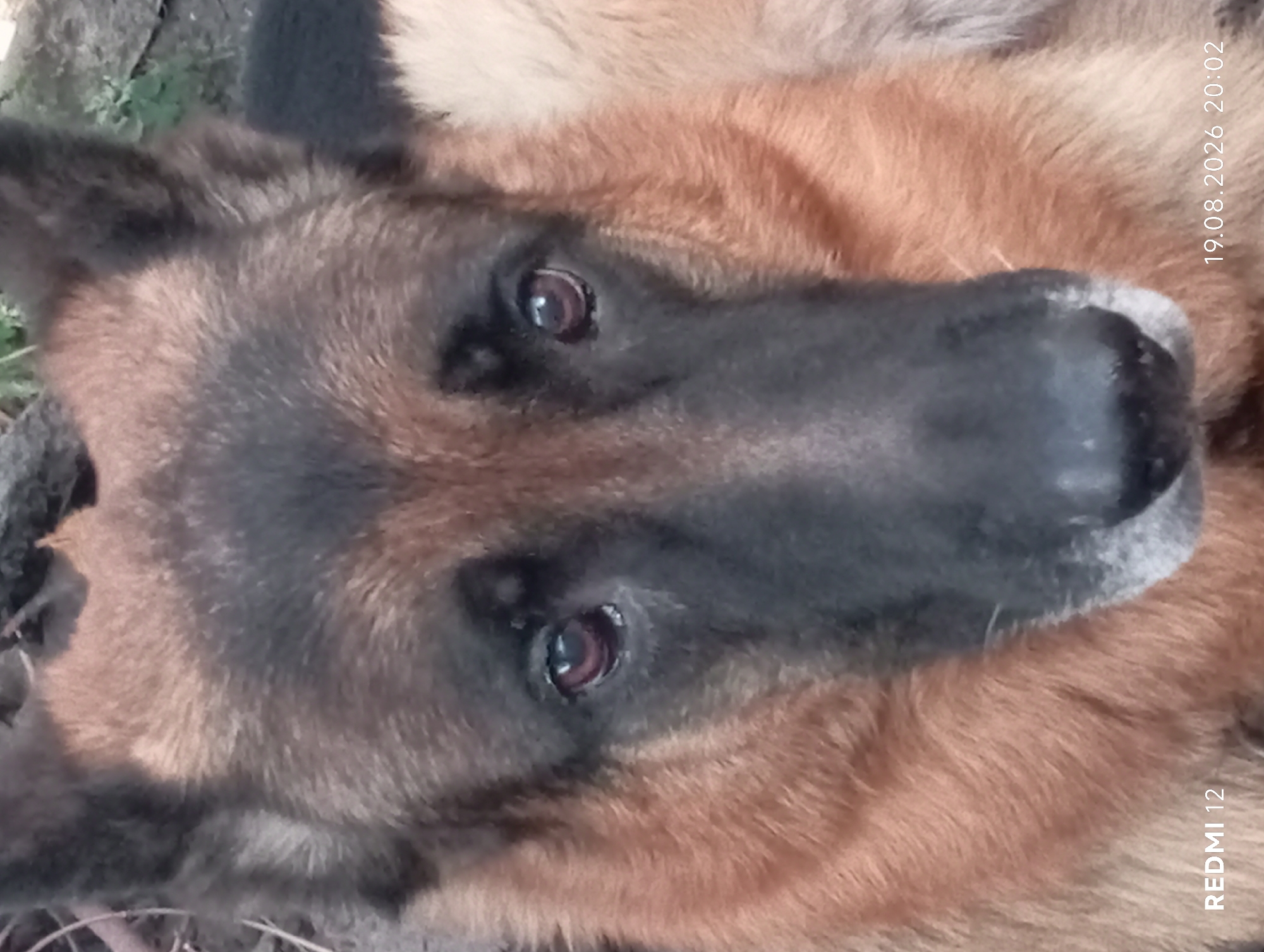 The image is a close-up, head-on shot of a German Shepherd dog. The dog's fur is predominantly brown and black, with lighter tan accents around its muzzle and chest. Its eyes are dark brown and appear slightly sad or soulful. The dog's ears are erect and pointed. The background is blurred and appears to be an outdoor setting with dirt and some greenery. There are no people or other animals visible. Text overlays on the image indicate "REDMI 12" and a date and time of "19.08.2026 20:02". The location of Smila, Ukraine, is not discernible from the visual information in the image itself.