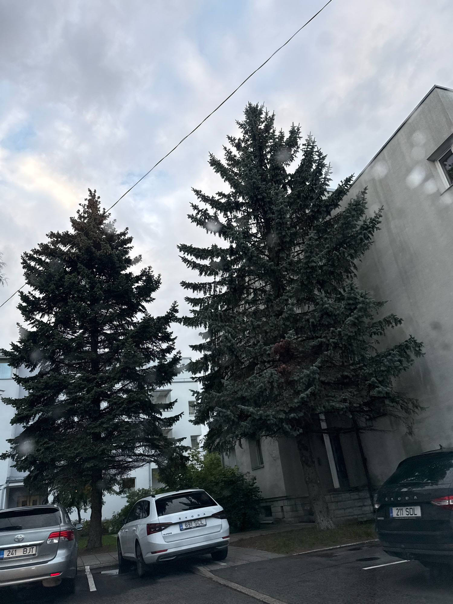 The image depicts a residential street scene in Tallinn, Estonia, on a cloudy day. Two large evergreen trees dominate the foreground, their dark green needles contrasting with the pale gray building behind them. In front of the building, two cars are parked on the right side of the frame. The car on the left is a silver sedan, while the car on the right is a white station wagon. The license plate of the white station wagon is visible and reads "691 SCL". The building appears to be a multi-story apartment block with windows. The ground is paved with asphalt and appears wet, suggesting recent rain. The overall atmosphere is overcast and slightly gloomy.
