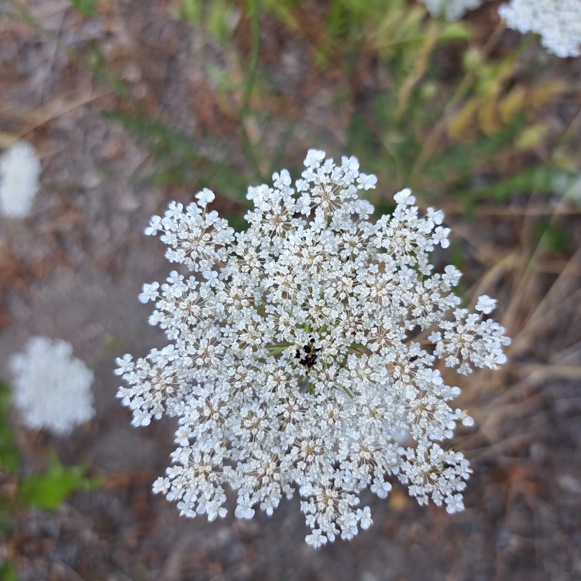 The image shows a close-up of a Queen Anne's Lace flower. The flower is white and has many small petals arranged in an intricate, lace-like pattern. There is a small, dark insect in the center of the flower. The background is blurred and appears to be a natural setting with dry grass and foliage. The location is not specified.