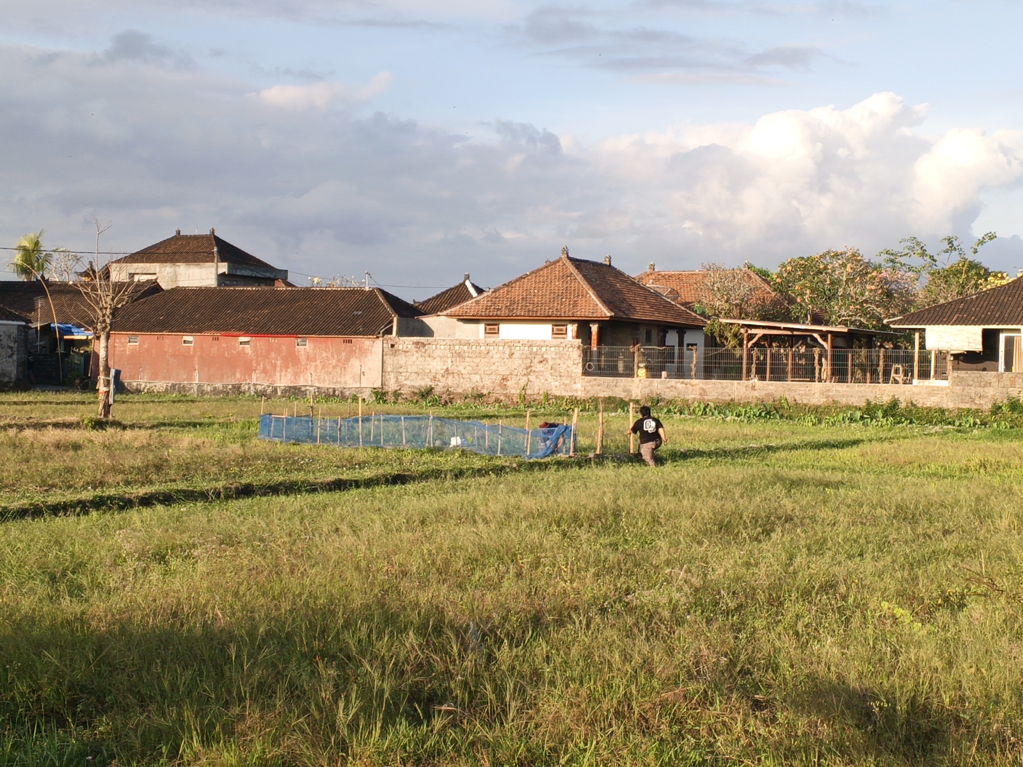The image depicts an outdoor scene in Sukawati, Indonesia, likely a rural or semi-rural area. In the foreground, a field of tall, dry grass extends towards a line of buildings in the middle ground. The buildings appear to be traditional Balinese structures with tiled roofs and red-colored walls. Some buildings have stone walls in front of them. A person, wearing a black t-shirt with a white logo and light-colored pants, is walking across the grassy field from right to left, away from the viewer. To the left of the person, a blue net structure, possibly for farming or containment, is visible in the field. The sky is partly cloudy with a mix of grey and white clouds, and the lighting suggests it is either early morning or late afternoon. The overall environment is natural and somewhat undeveloped, with vegetation dominating the foreground and midground.