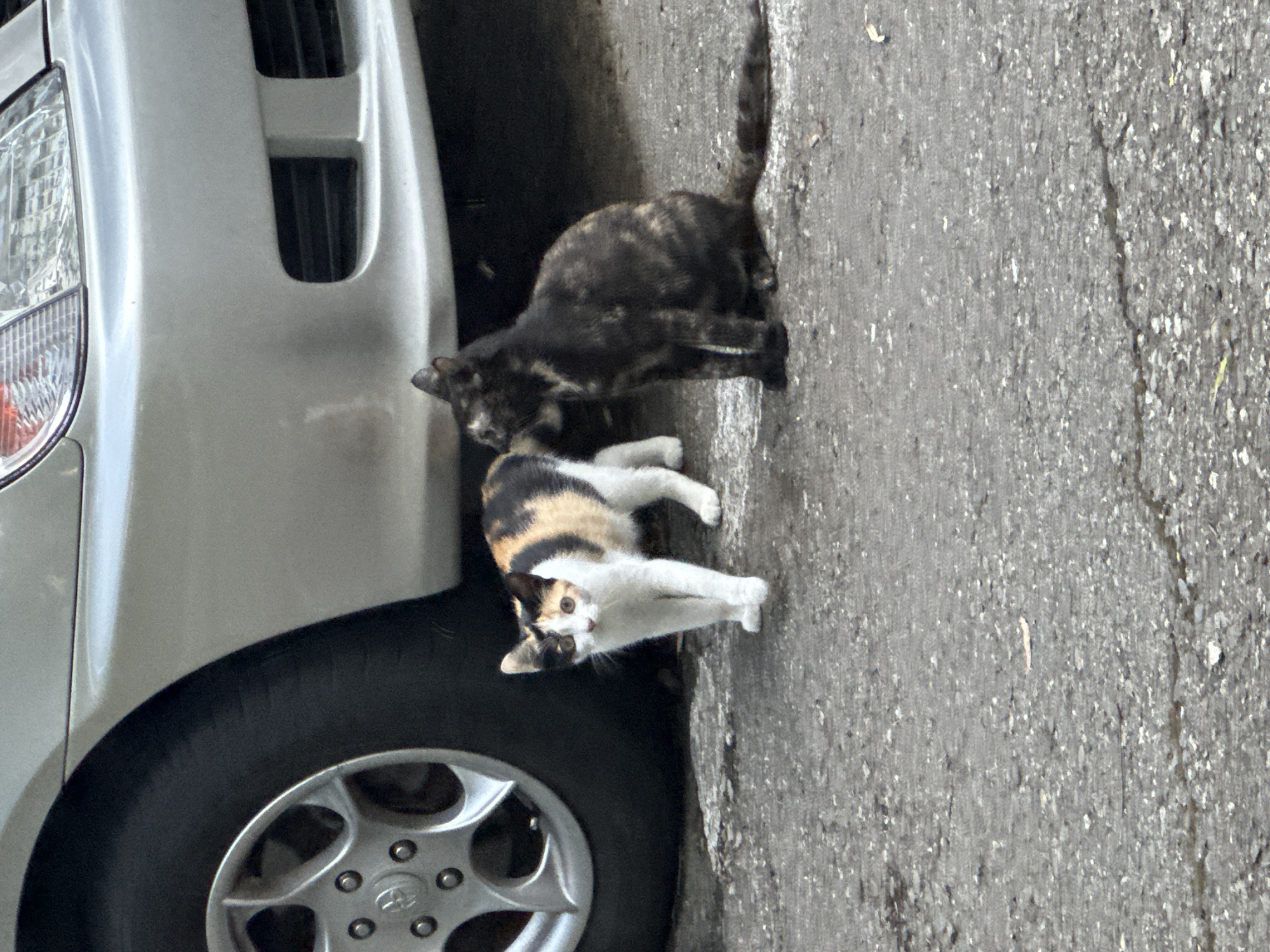 Two cats are on a cracked asphalt surface next to a silver car. The cat on the left is a calico with white, black, and orange patches, looking towards the camera. The cat on the right is dark brown with tabby markings and is sitting and looking to the left. The car's tire and lower front bumper are visible. The environment appears to be an outdoor urban setting. This image was taken in Sochi, Russia.