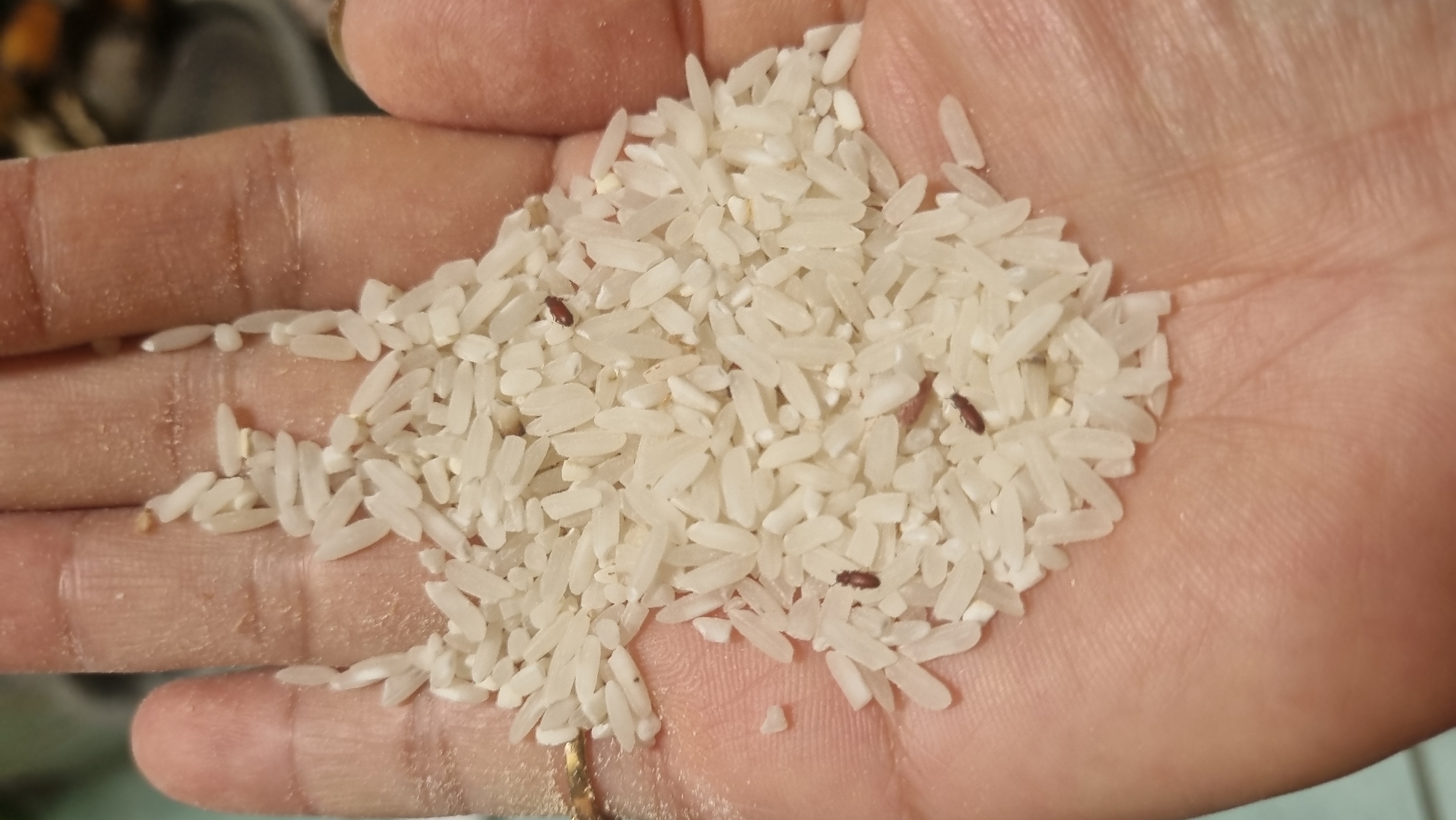 The image shows a close-up of a person's open palm, which is covered with uncooked white rice. Several small, dark brown insects, likely weevils, are visible among the grains of rice. The hand is cupped to hold the rice, and the background is slightly out of focus, showing some textures of skin and possibly a shelf or surface. The setting is not identifiable as being in Biromaru, Indonesia.