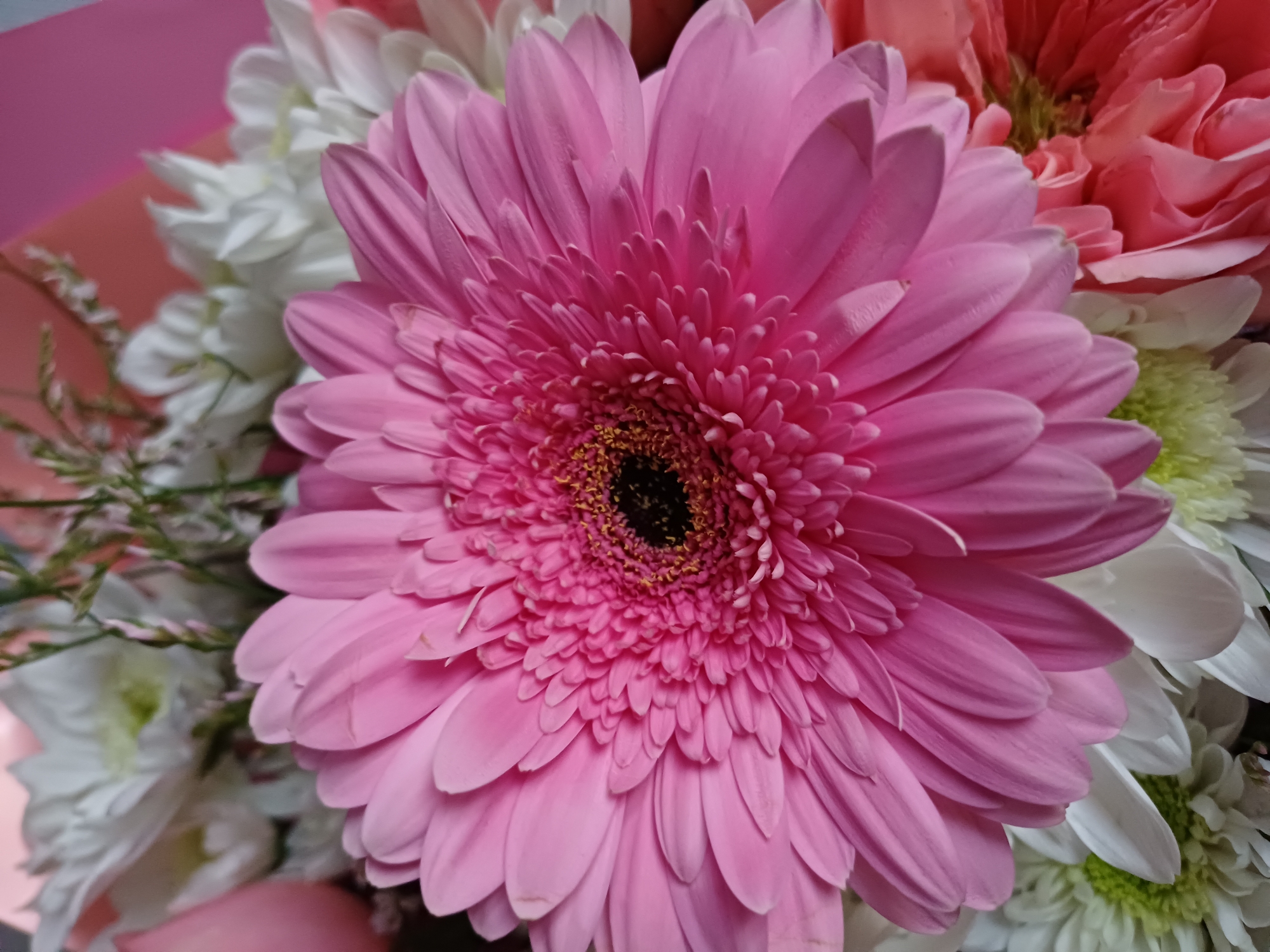 The image shows a close-up of a bouquet of flowers. The main subject is a large, vibrant pink gerbera daisy, its petals fanned out and layered. The center of the daisy is dark with yellow accents. Behind the gerbera are several white chrysanthemums, their delicate petals creating a soft contrast. Towards the right and top of the image, there are hints of other flowers in shades of pink and coral, possibly roses or carnations. Some greenery and delicate sprigs are also visible, adding texture to the arrangement. The background appears to be a soft pink and coral wrapping, suggesting the bouquet is newly presented or arranged. The lighting is soft and diffused, highlighting the textures and colors of the flowers without harsh shadows. There is no discernible activity or event taking place; the focus is purely on the aesthetic beauty of the floral arrangement. The overall mood is one of natural beauty and delicate charm. No text is visible in the image.