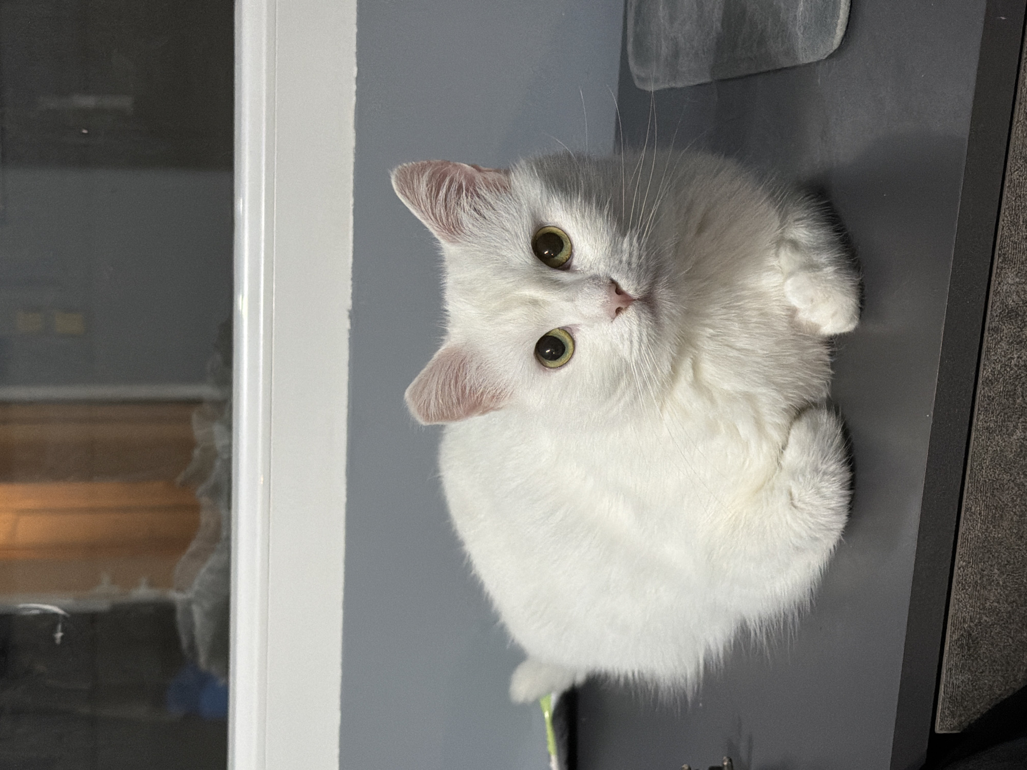 A white cat with light green eyes is lying on a dark gray surface. The cat is facing the camera and is in a loaf position, with its paws tucked underneath its body. Its fur is long and fluffy. In the background, there is a window with a view of what appears to be an interior space with orange-tinted lighting. The surface the cat is on appears to be a desk or table. The overall lighting in the image is dim. There is no discernible location in the city of Burgas, Bulgaria evident from the image.