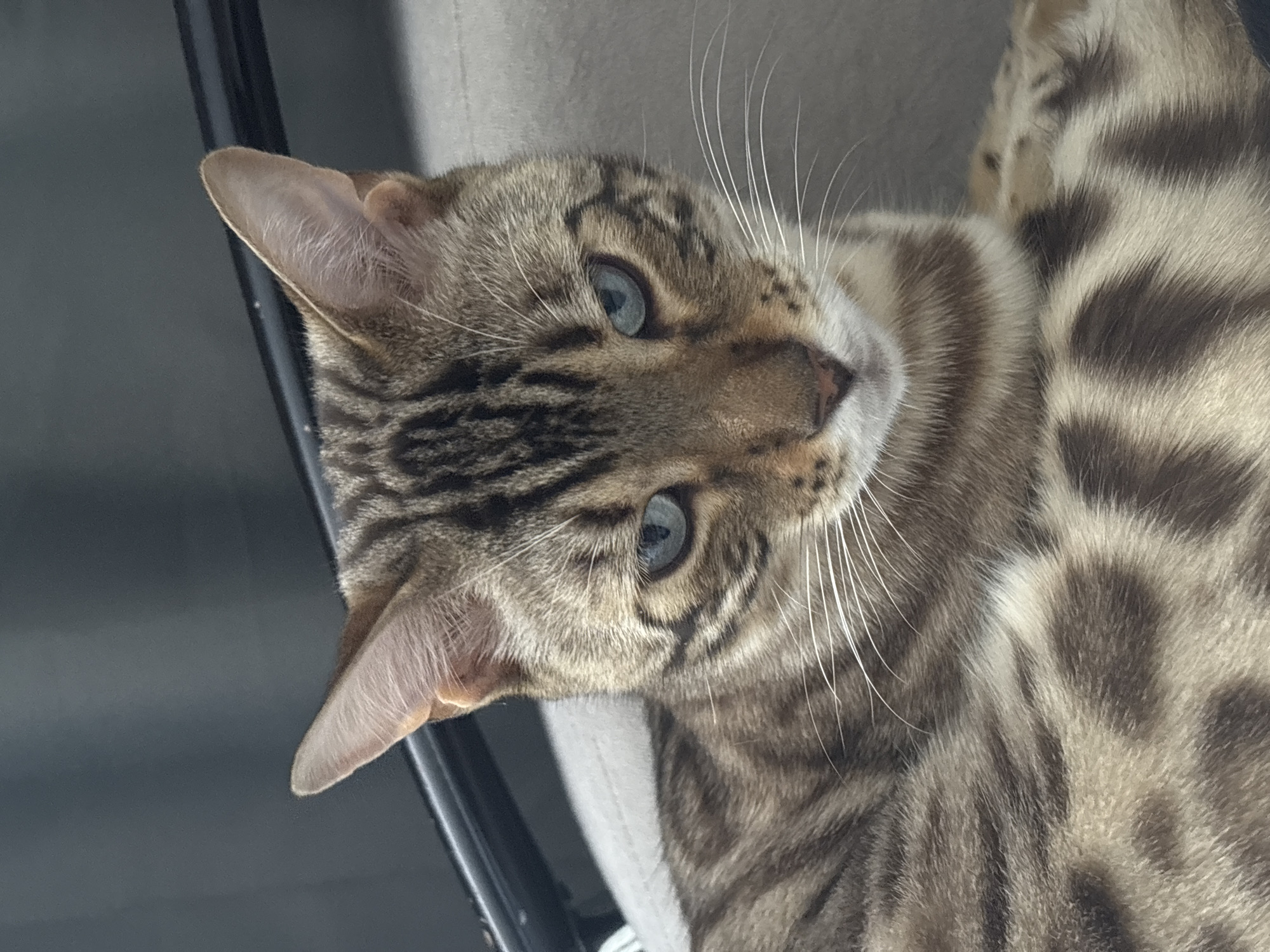 The image is a close-up, eye-level, portrait of a Bengal cat with blue eyes. The cat is lying down on a grey surface, possibly a couch or chair. The cat's fur is brown with dark spots and stripes. The background is blurred and dark. There is no indication of the cat's location in Noviy, Russia.
