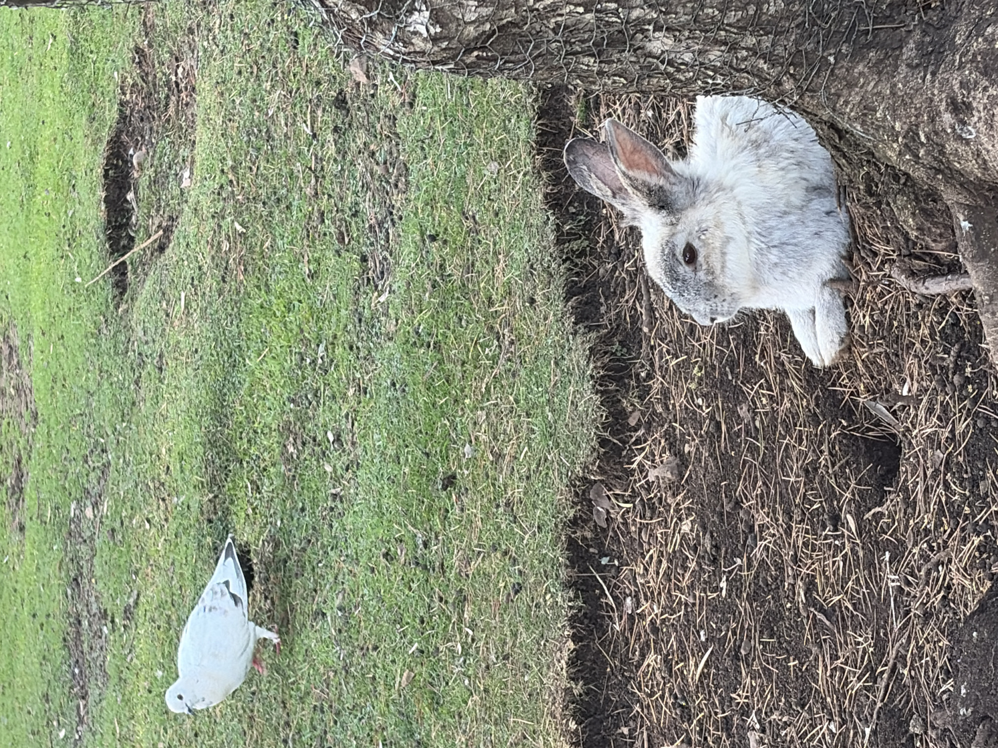 A medium-shot, rotated image depicts a gray and white rabbit and a white pigeon in a park-like setting. The rabbit is positioned near the base of a tree, partially obscured by the trunk and a wire fence. The pigeon stands on a grassy area in the lower left portion of the image. The scene appears to be outdoors. The location is Budva, Montenegro.
