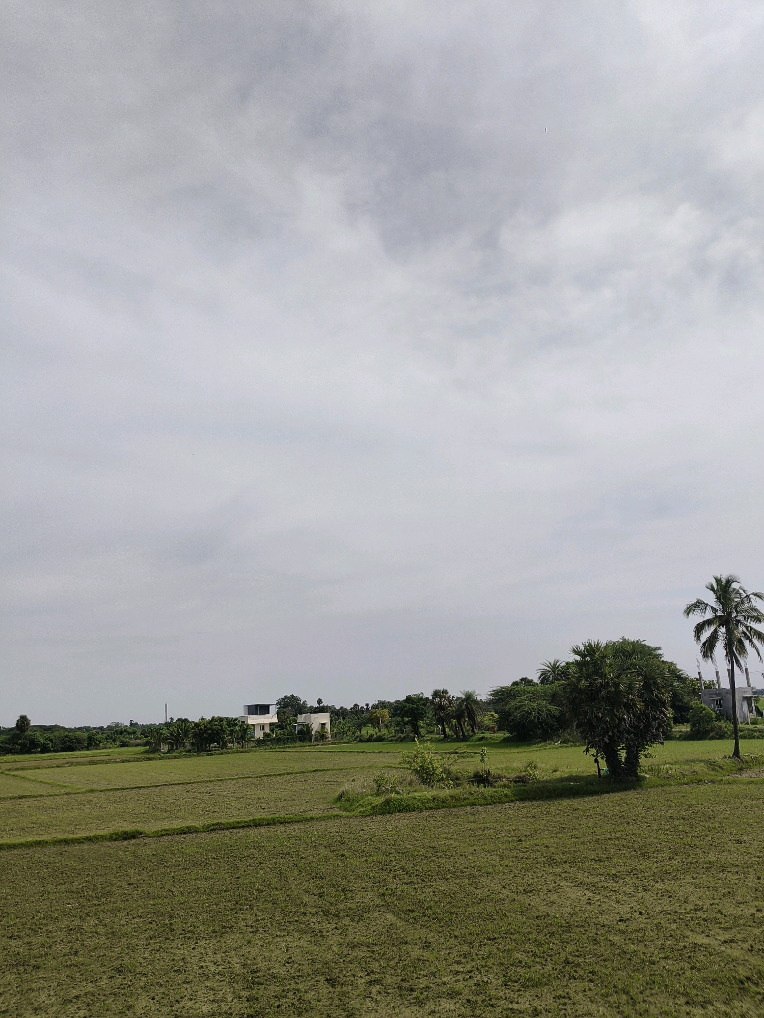 This image depicts an agricultural landscape in Malaipattu, India. The foreground is dominated by a vast, tilled field, appearing to be a rice paddy. The field is divided by narrow pathways and exhibits a subtle texture of newly planted or tilled soil. In the middle ground, lush green vegetation is interspersed with a few scattered trees, including a prominent palm tree on the right and a large, bushy tree with palm-like fronds to its left. A few buildings, likely houses, are visible in the distance amidst the greenery. The sky is overcast with a thick layer of gray clouds, suggesting a cloudy or potentially rainy day. The overall impression is one of rural tranquility and agricultural activity under a somber sky.