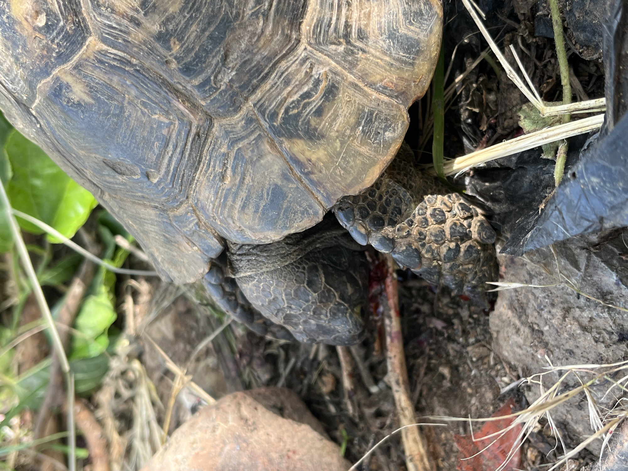 The image shows a turtle in a natural environment. The turtle's shell is prominently displayed, showing a pattern of scutes with dark lines. The turtle's legs are visible, appearing textured and dark in color. The surrounding environment consists of soil, rocks, dry grass, a green leaf, and a piece of black plastic. The location is Alanya, Turkey.
