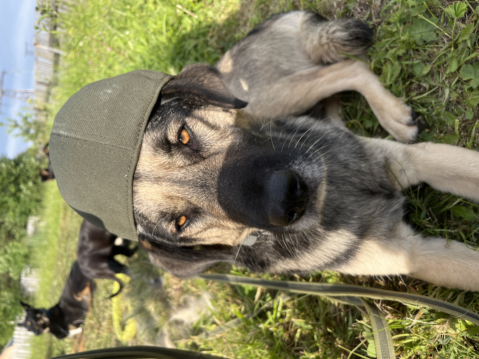 A German Shepherd mix dog lies on green grass, wearing a dark green baseball cap. The dog is facing the camera, with its head tilted slightly upwards. Its eyes are a warm amber color, and its snout is black and wet. The dog's fur is a mix of gray, black, and tan. In the background, another dark-colored dog is visible, also lying on the grass. The scene appears to be outdoors on a sunny day, with dappled sunlight illuminating the grass and the dogs. The overall mood is relaxed and playful, given the dog's unusual headwear. The presence of a leash suggests the dogs are on a walk or in a yard. The location is identified as Nizhny Tagil, Russia, though no specific landmarks are clearly visible in the image.