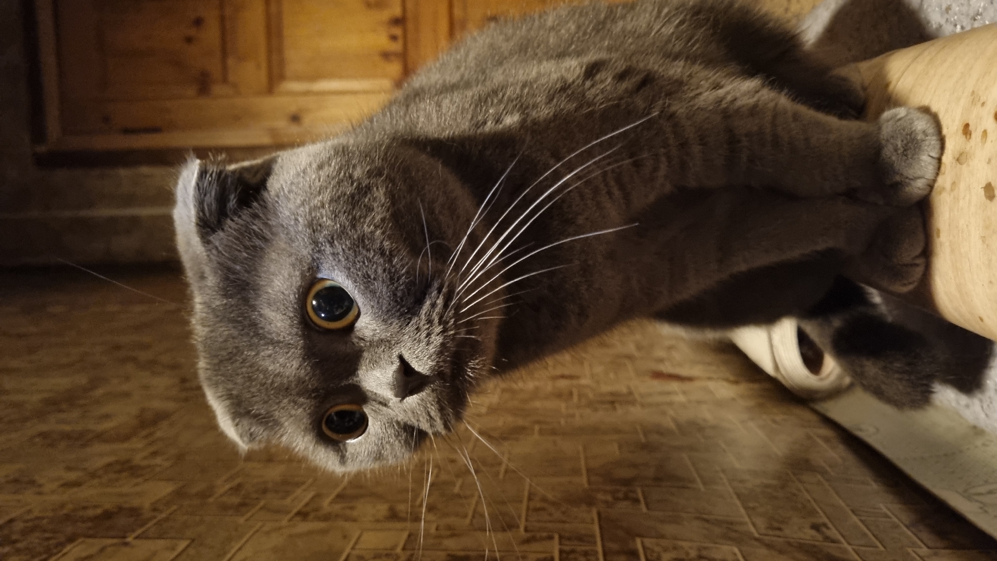 A Scottish Fold cat with large, round, golden eyes and grey fur is sitting on a light-colored surface, possibly a wooden ledge. The cat is facing to the left of the frame with its body angled slightly forward. Its ears are folded downwards, a characteristic of the breed. The background consists of a textured, patterned wall to the left and a wooden door or cabinet to the right, suggesting an indoor setting. The lighting is warm and appears to be artificial, casting shadows and highlighting the cat's features. The scene is likely in a residential interior.