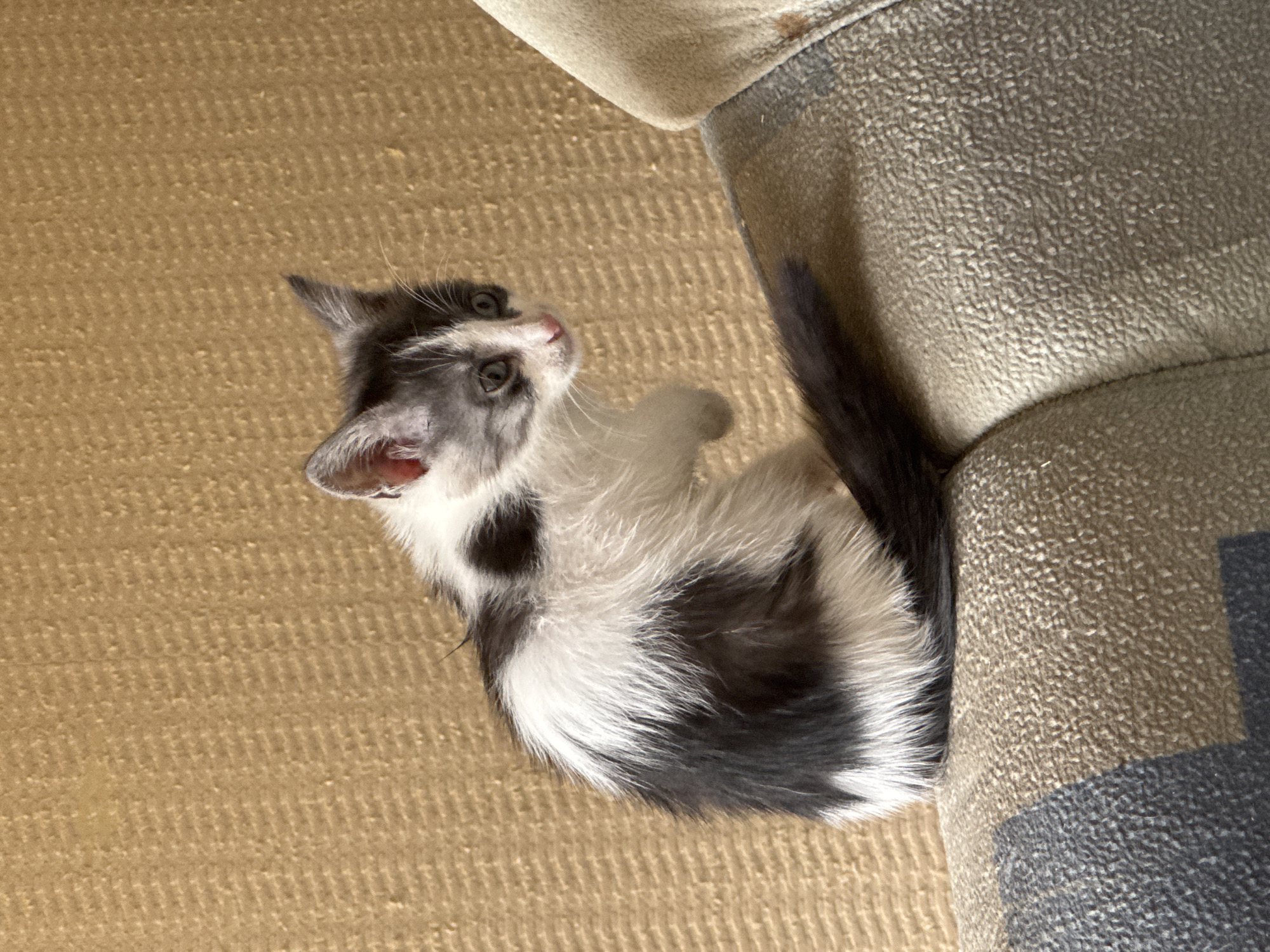 A young kitten with black and white patches sits on the armrest of a couch. The kitten is facing to the right, with its body curled to the left. Its right front paw is raised slightly off the armrest. The background is a textured, light brown wall. The couch armrest has a textured fabric with a pattern of dark blue and light brown shapes. The scene appears to be indoors, possibly in a residential setting in Zaokskiy, Russia, though there are no specific markers to confirm this location.
