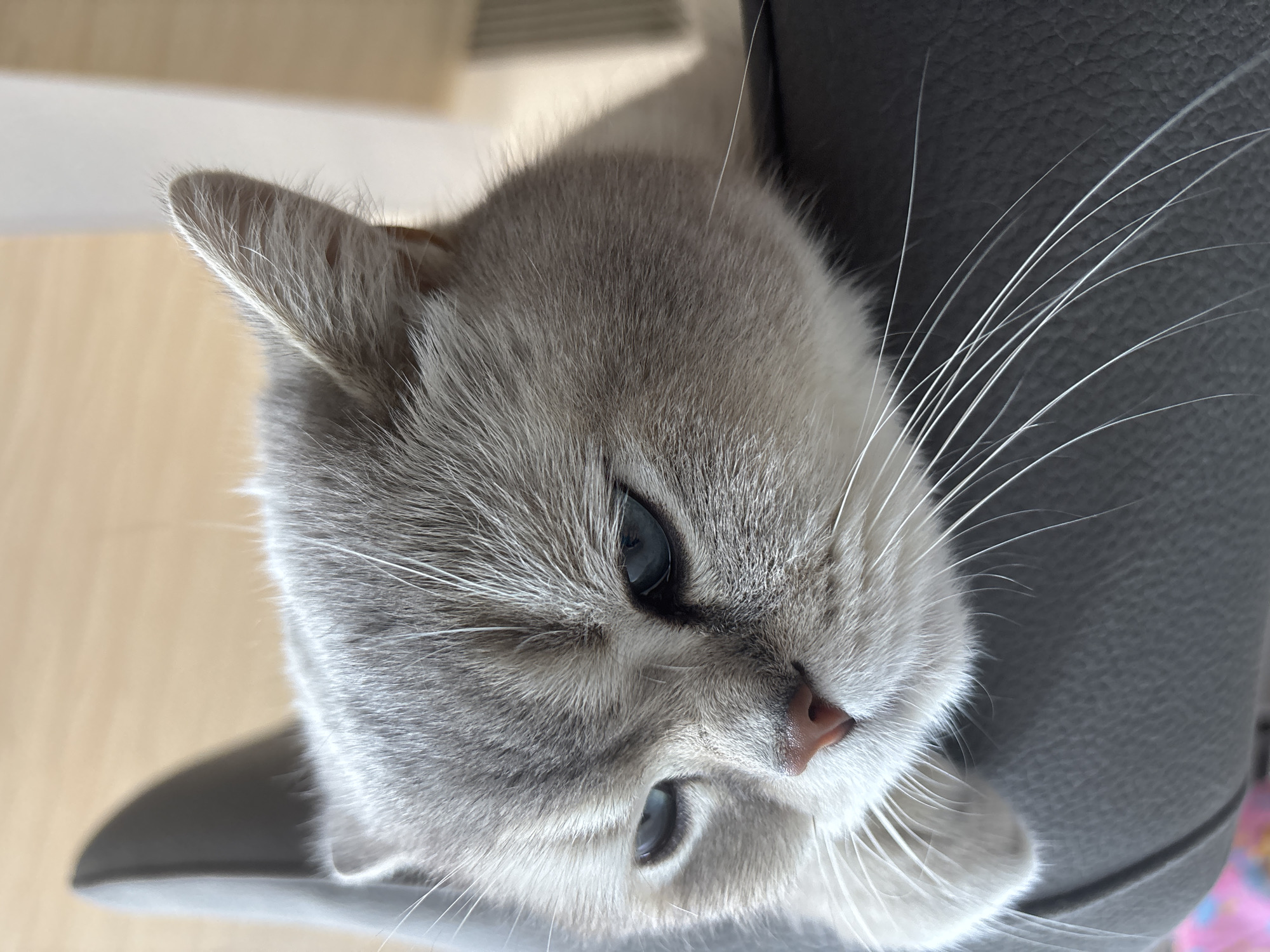 A close-up shot focuses on the face of a light gray cat with piercing blue eyes. The cat's head is resting on a dark gray, textured surface, possibly a piece of furniture like a couch or chair. The background is softly blurred, showing light-colored wood flooring and a hint of a white wall or partition. The cat's fur appears soft and fluffy, with visible whiskers fanning out from its muzzle. The lighting is natural, casting soft shadows and highlighting the cat's features.