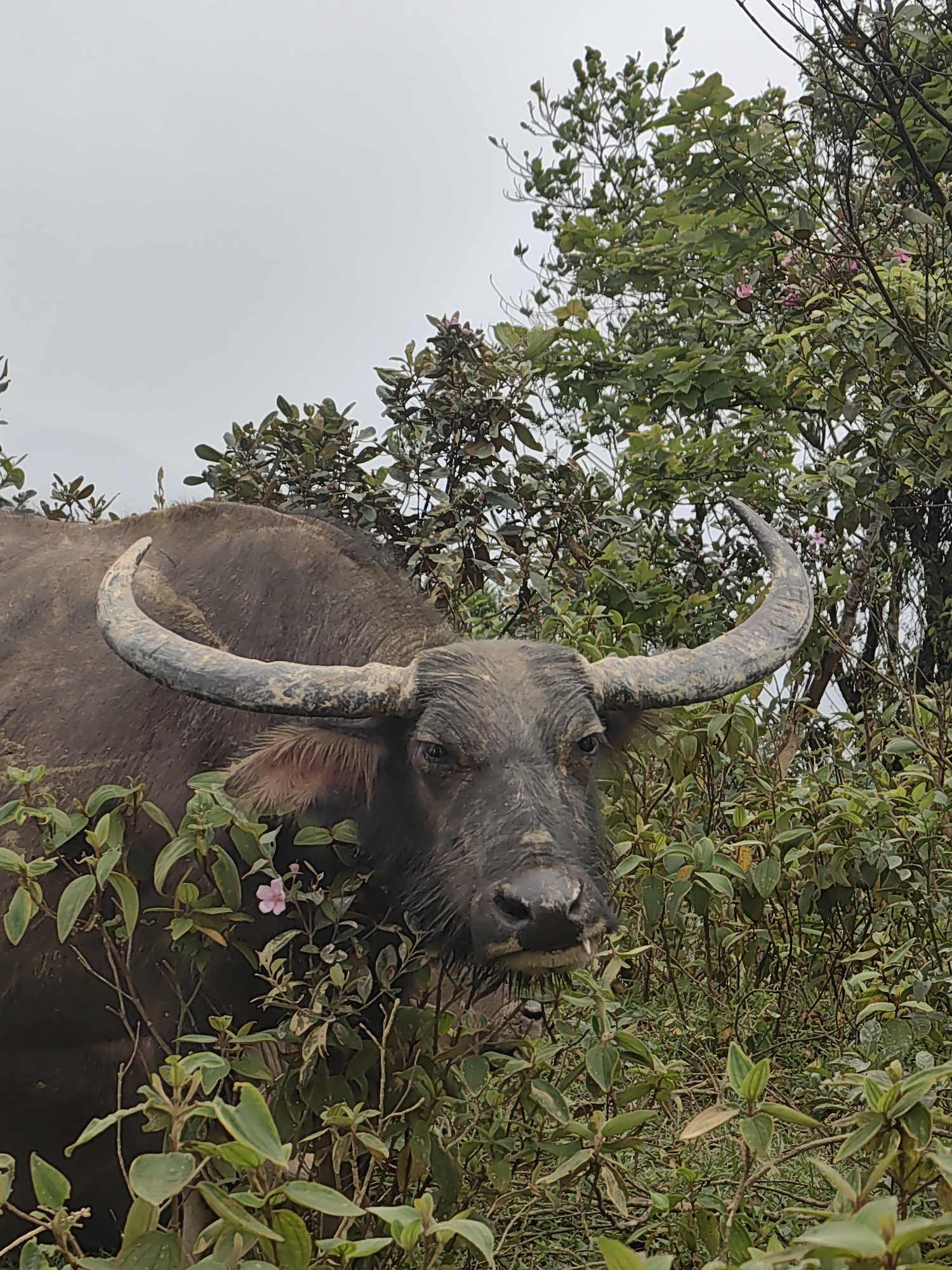 The main subject is a large, dark-colored water buffalo, its head and upper body clearly visible amidst dense green foliage. It features prominent, thick, curved horns that span wide and are ridged, curving backward, then upward. The buffalo's hide appears muddy and coarse. Its left eye is visible, looking directly ahead, and its snout shows some moisture or mud. Part of its ear, covered in lighter brown hair, is visible beneath one horn.
The buffalo appears to be standing or slowly moving through the dense undergrowth, possibly foraging or resting, with a direct gaze towards the viewer or its surroundings. The foliage consists of rich, vibrant green bushes and tree branches, with a few small, light pink flowers scattered amongst them, adding a subtle splash of color. The background reveals more trees and a uniformly light gray, overcast sky, indicating a daytime setting without direct sunlight.
The scene depicts a natural, rural environment, consistent with the provided location context of Thong Nhat Commune, Vietnam. The dense, tropical-looking vegetation and the presence of a water buffalo are characteristic of such an area. No visible text is present in the image.