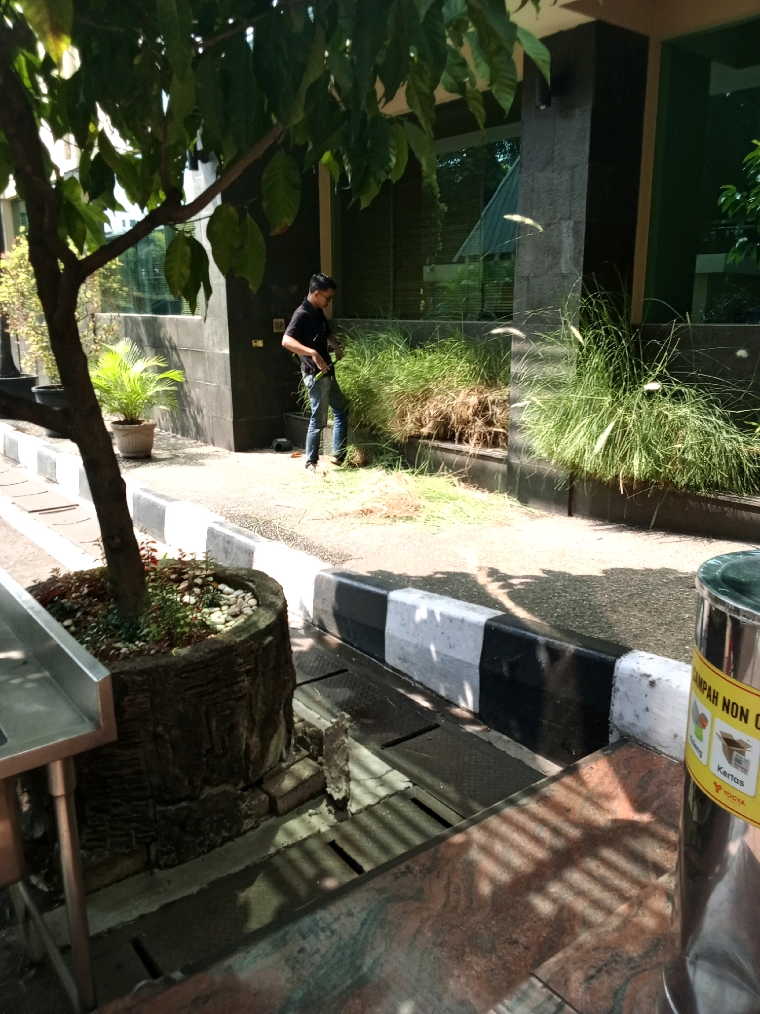 A man wearing a black t-shirt and blue jeans is standing in a sun-dappled outdoor area next to a building with a dark, textured facade and large windows. He appears to be engaged in some activity involving grass or vegetation, holding something in his hand. A tree with lush green leaves is visible in the foreground, partially obscuring the view of the building and the man. There is a decorative planter pot with a tree and small plants next to a metal structure on the left side of the image. The ground is paved with a speckled surface, and there is a curb with black and white markings separating the walkway from the vegetated area. A metal trash can with a yellow label is positioned in the lower right corner. The scene suggests an urban or semi-urban environment, possibly a public space or a commercial property.