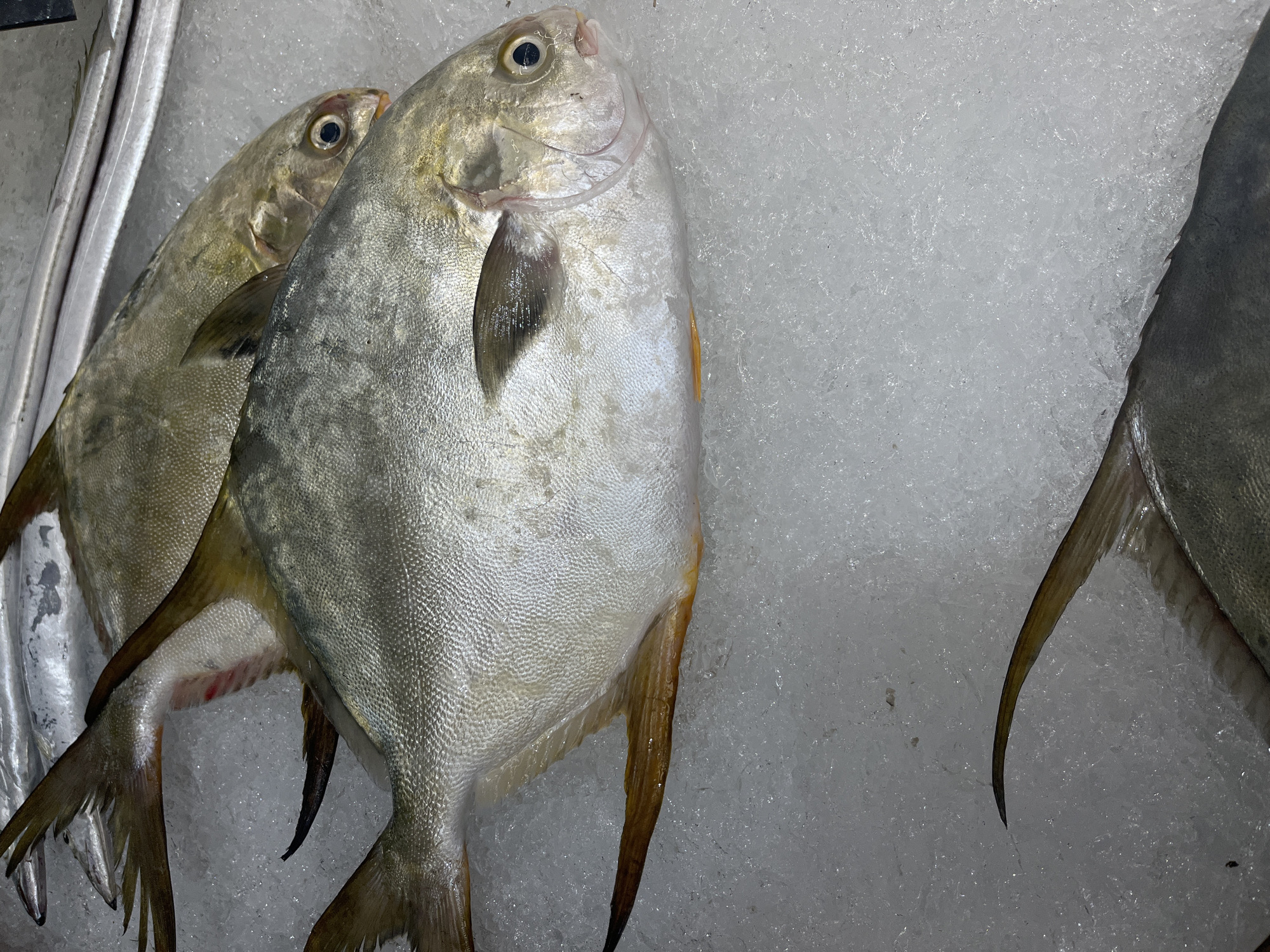 The image shows a close-up, high-angle shot of several whole fish on ice. Two prominent fish are in the foreground and middle ground, lying on their sides. The larger fish in the foreground is silver with a somewhat rounded body shape, a dorsal fin, and a tail fin. The fish behind it is similar in appearance, with hints of yellow and red visible. The fish are packed on crushed ice, creating a cold, white environment. A third fish, only partially visible in the bottom of the frame, appears darker. The overall scene suggests a fish market. The context provided indicates this scene is from Nha Trang, Vietnam, a coastal city known for its seafood.