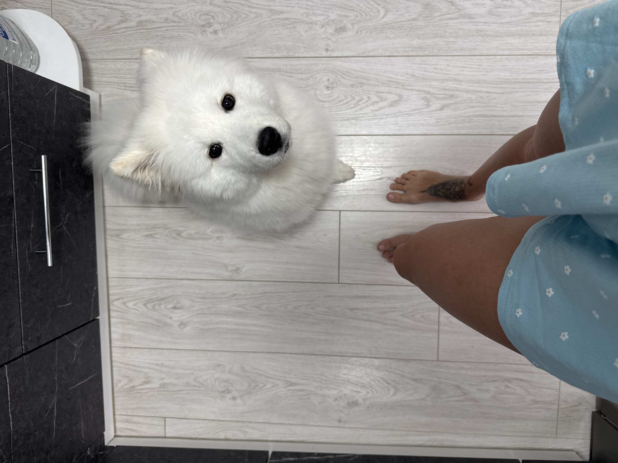 The scene appears to be indoors, potentially in an apartment or house in Chaikovsky, Russia. The floor is covered in light-colored, wood-patterned laminate flooring. A white Samoyed dog is positioned in the center of the frame, looking directly up at the camera. A woman is standing in the scene with her bare feet visible near the dog; she is wearing a light blue dress or top with small white floral patterns. To the left is a kitchen cabinet with black marble-patterned doors and a silver handle. A white object, possibly a water filter, sits atop the cabinet.