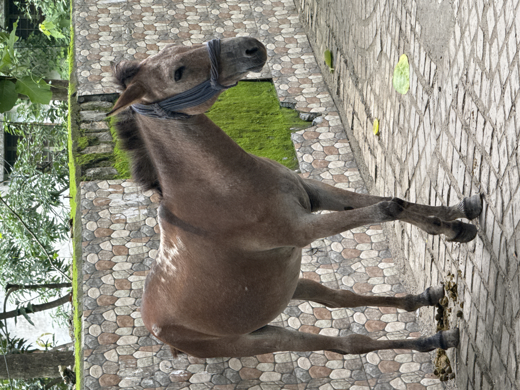 A brown horse stands on a paved pathway in Rishikesh, India. The horse is facing right and has a blue rope halter around its head. Behind the horse is a stone wall with a green mossy edge. Beyond the wall, trees and foliage are visible. There are several piles of horse manure on the ground near the horse's rear hooves. A green cucumber lies on the pathway to the right of the horse. The ground is paved with cobblestones arranged in a pattern.