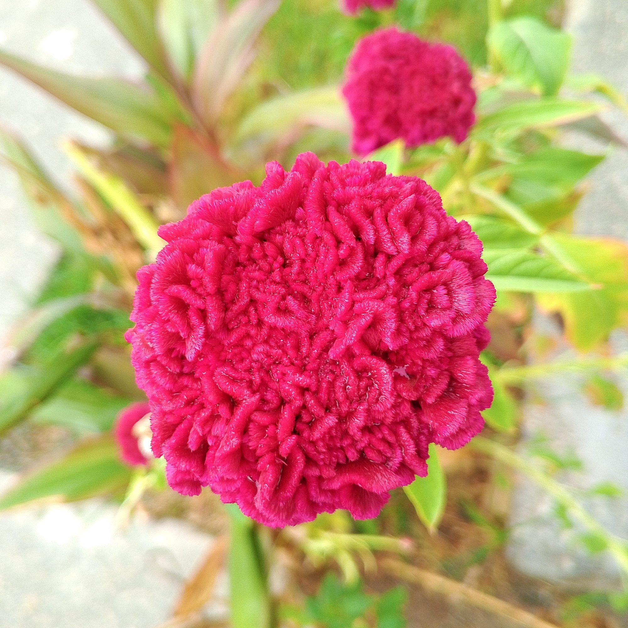 This close-up photograph features a single, prominent Cockscomb flower (Celosia cristata) as its main subject, centered in the frame. The flower exhibits a striking, vibrant fuchsia or magenta color with a densely ruffled, brain-like texture. Its surface appears velvety and intricate, with numerous small, crinkled folds.
In the blurred background, several out-of-focus green leaves are visible, along with hints of other similar fuchsia-colored flowers, suggesting a garden or natural outdoor setting. The foliage ranges from bright green to a more muted, possibly reddish-green tone in places. Some lighter, almost white or pale gray areas are also present in the background, likely representing distant ground or light reflections.
The lighting appears natural and bright, indicating it is daytime, possibly under clear skies, which enhances the vividness of the flower's color. There are no people or discernible activities taking place, and no visible text in the image. The overall impression is one of natural beauty and vibrant botanical life in an outdoor environment, consistent with a garden in a tropical or subtropical region like San Carlos, Venezuela.