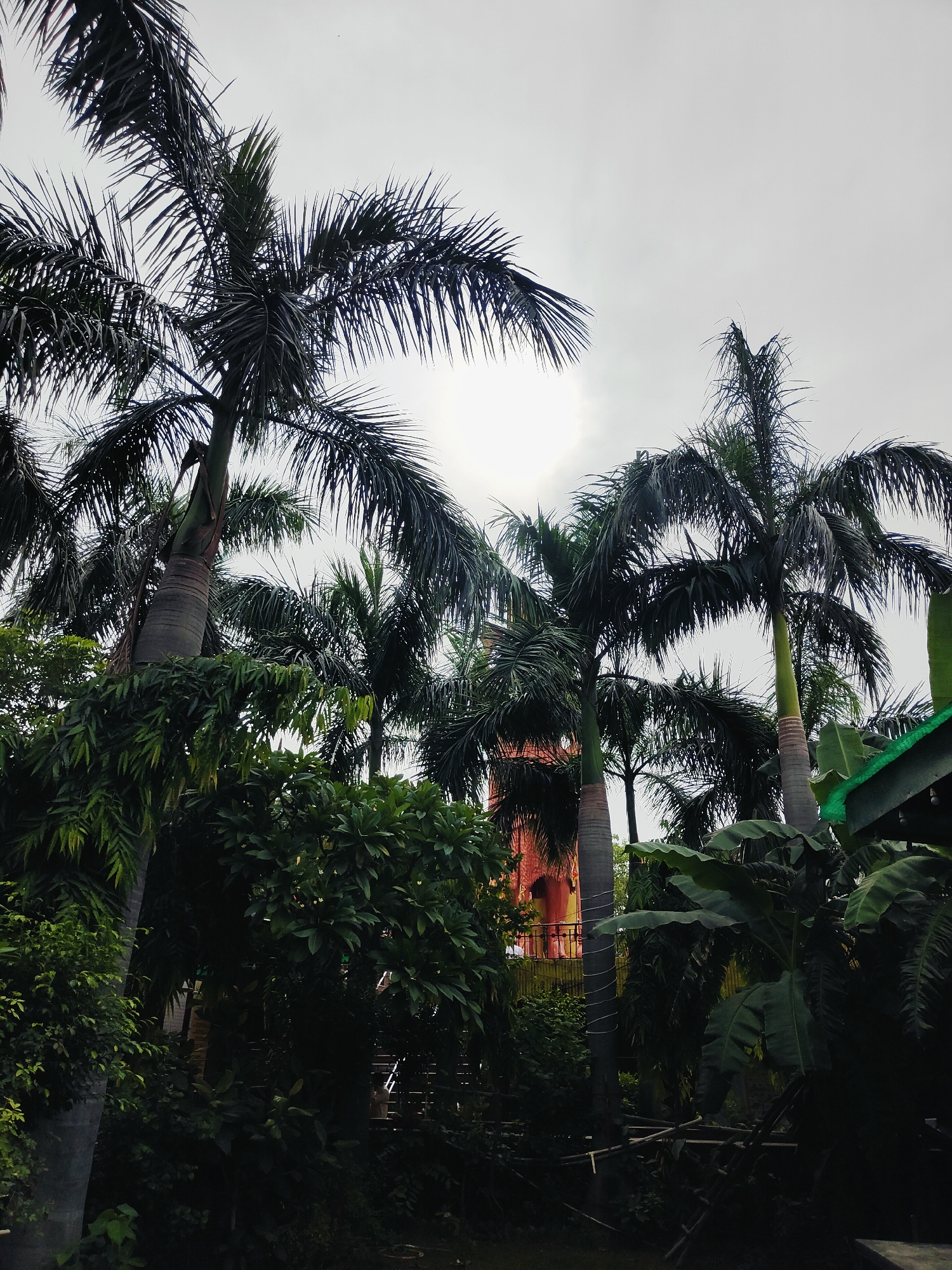 The image depicts a dense tropical foliage, predominantly composed of various palm trees and other lush green plants, set against an overcast sky. In the background, a partially visible multi-story structure with a reddish-orange facade and arched windows can be seen. This structure appears to be a building with an architectural style suggesting it might be a historical or religious site. The lighting is dim, consistent with cloudy weather, and the overall atmosphere is verdant and slightly mysterious. The scene is likely captured in a botanical garden or a park within a city, possibly Gurgaon, India, given its known lush green spaces and tropical plant life. No people or specific activities are discernible in the image.