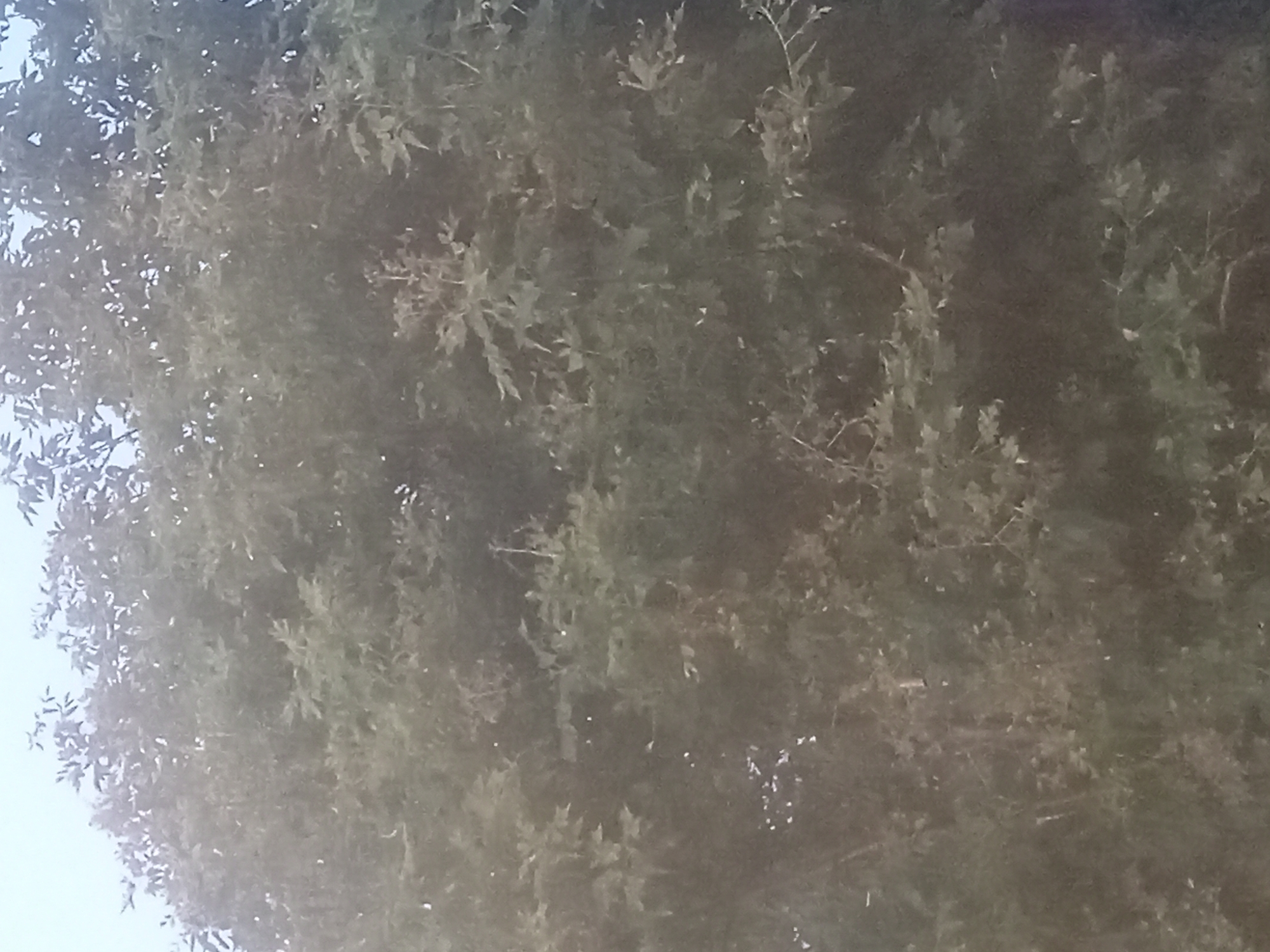 The image depicts a close-up view of dense foliage, likely from a tree, against a hazy, light-colored sky. The leaves are predominantly green and appear to be broad and lobed. The texture is soft and slightly out of focus, suggesting a distant shot or a low-resolution image. There are no discernible human figures, animals, or specific objects within the frame, just the overwhelming presence of leaves and branches. The environment appears natural and outdoors, possibly within a wooded area. The location is identified as Қозыкеткен ауылдық округі, Kazakhstan.