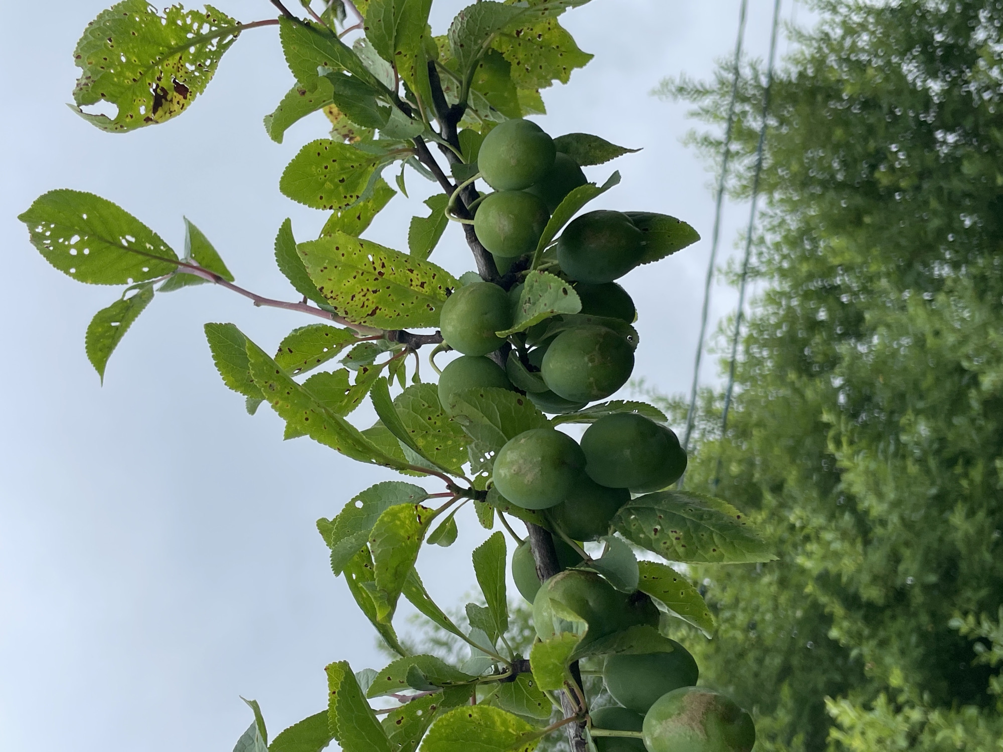 A close-up, eye-level, medium shot captures a branch of an unripened plum tree laden with green fruit against a pale, overcast sky. The branch, thin and reddish-brown, supports multiple clusters of oval-shaped, light green plums. Some leaves on the branch are partially eaten, with holes and brown spots visible. The background is filled with blurred green foliage and the indistinct shapes of trees and what appear to be overhead wires, suggesting an outdoor environment in a rural or suburban area. The image's perspective places the viewer at the level of the fruit, emphasizing the abundance of the crop. The location is identified as Solov'evka, Russia.