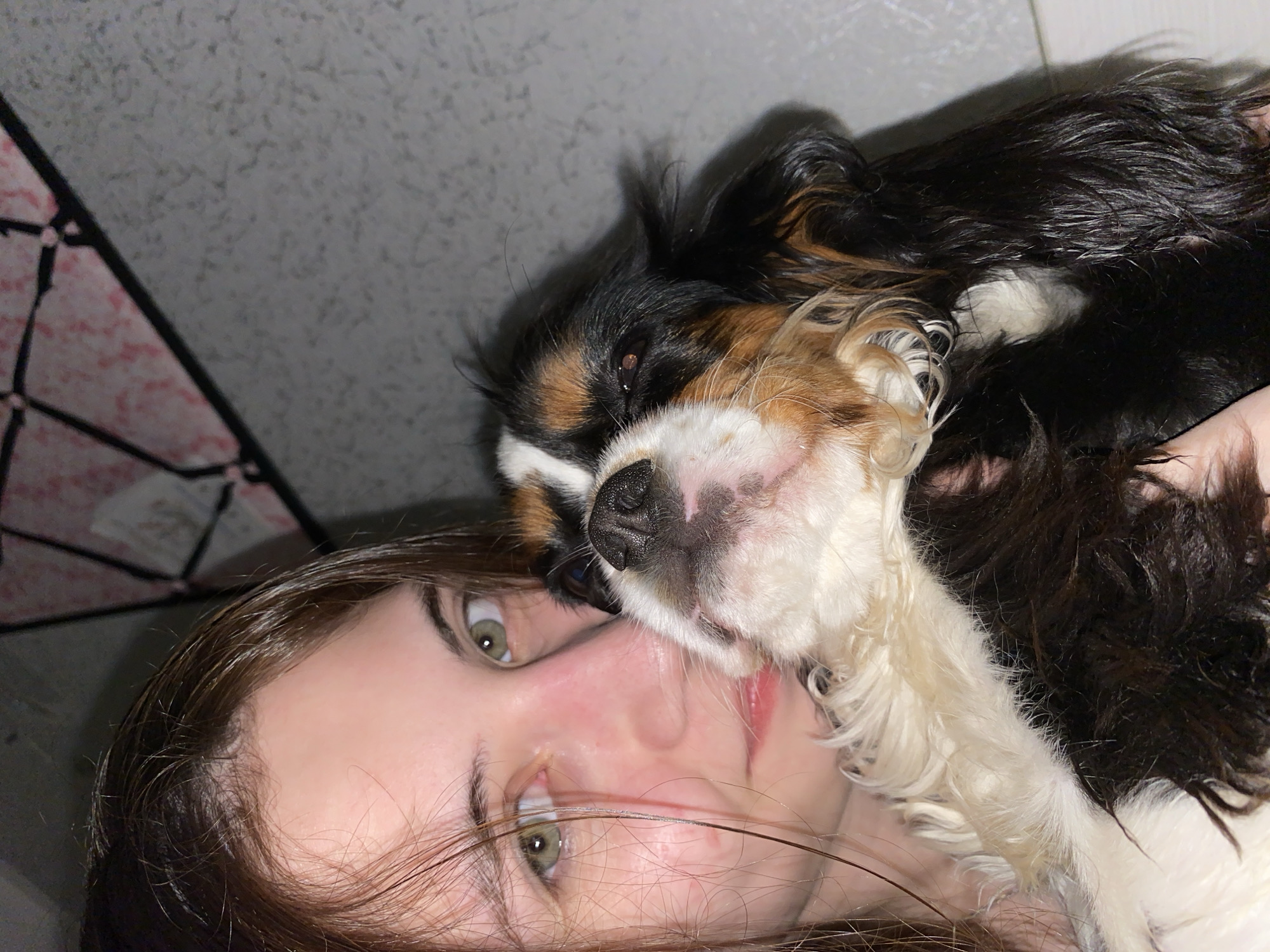 A woman is lying on her back, with her head slightly tilted to the left. Her hair is brown, and her eyes are green. A Cavalier King Charles Spaniel is lying on top of her, with its head resting on her face. The dog has black, white, and brown fur. The background is a textured, light-colored wall, and a partially visible pink-and-white patterned object with black framing is in the upper left corner. There is no indication of the location being in Votkinsk, Russia.