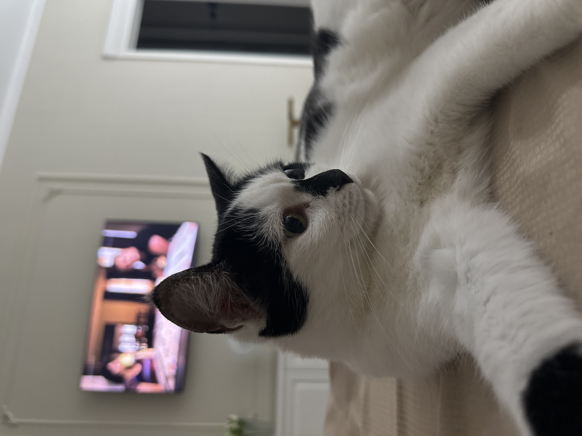 This is a close-up, eye-level shot of a black and white cat lying down on a neutral-colored surface, likely a bed. The cat's body is mostly white with black markings on its head and back. Its left ear is visible, with black fur on the outside and white and gray fur inside. The cat's eye is open and looking to the right. In the background, a television screen displays two people, one on the left and one on the right. The room is softly lit, with a white wall and a doorway visible on the right. The overall scene suggests a domestic setting. The image does not contain information that can be used to determine its location in the city of Kokshetau, Kazakhstan.